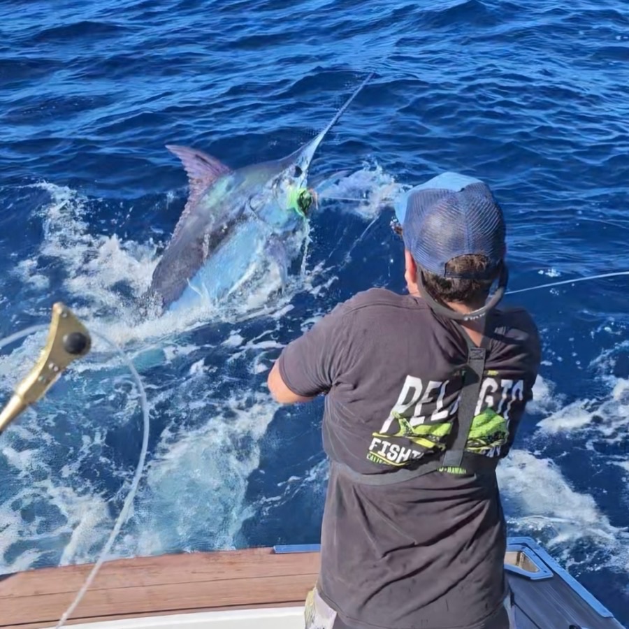 Marlin tagged and released alongside the boat on a Game Time Charters game fishing trip
