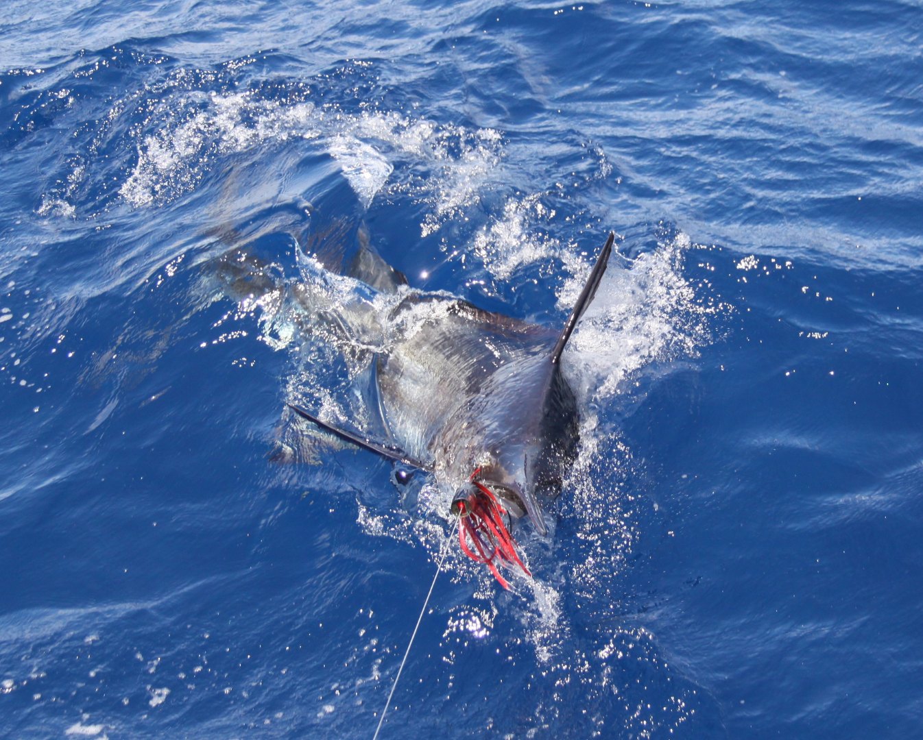 Marlin thrashing at the surface on a Game Time Charters game fishing charter