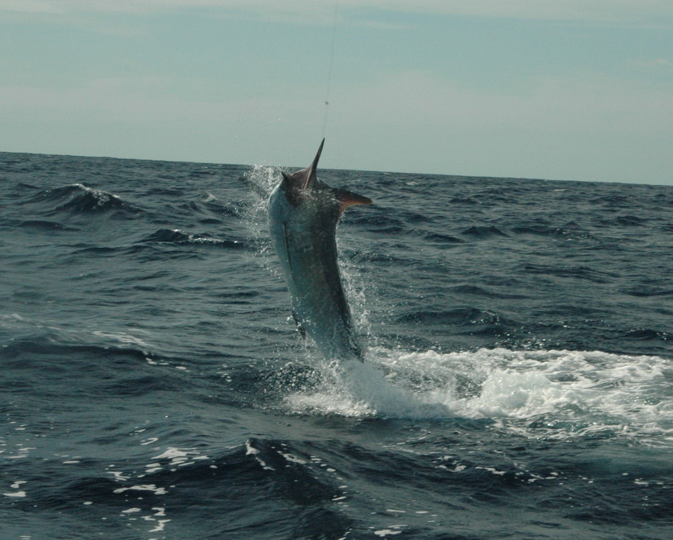 Marlin jumping clear of the water on a Game Time Charters game fishing charter