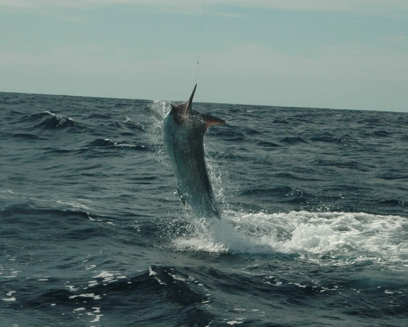Marlin jumping clear of the water on a Game Time Charters game fishing charter