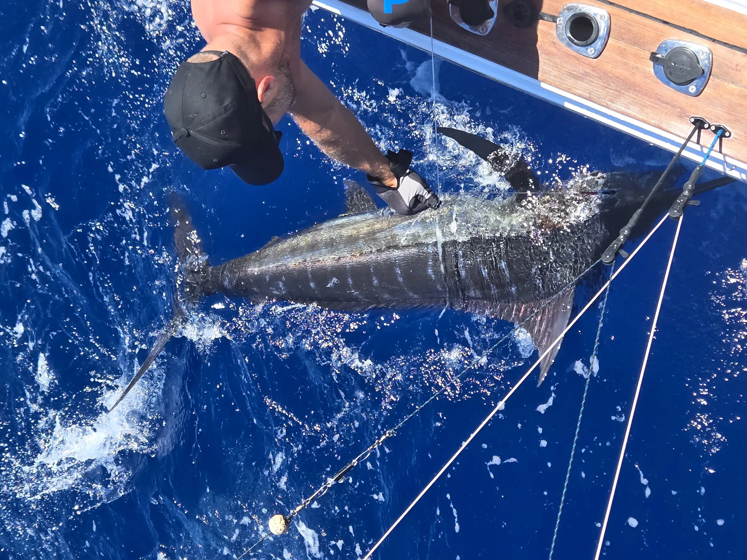 A marlin held alongside the boat before release