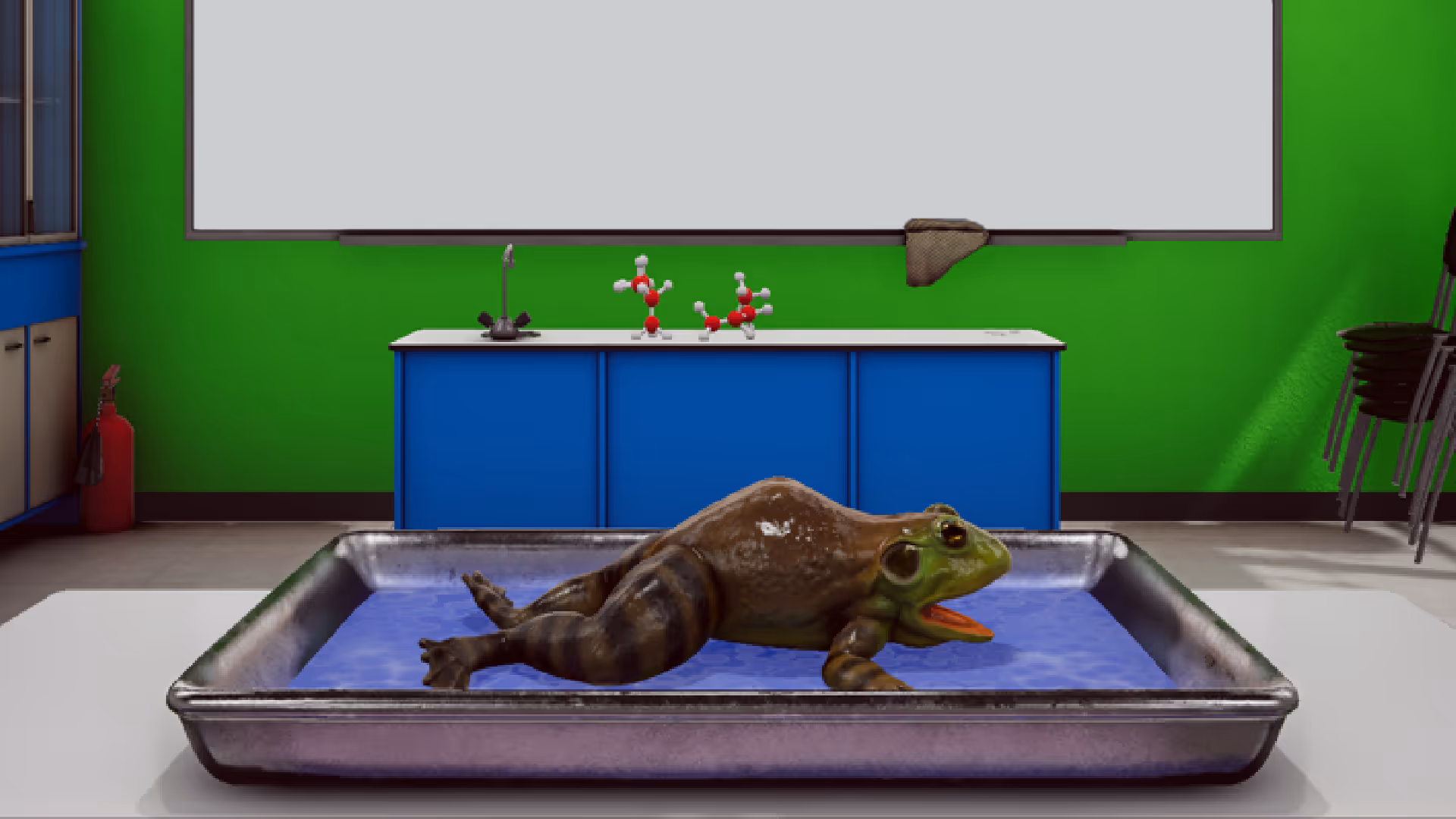 Frog Dissection