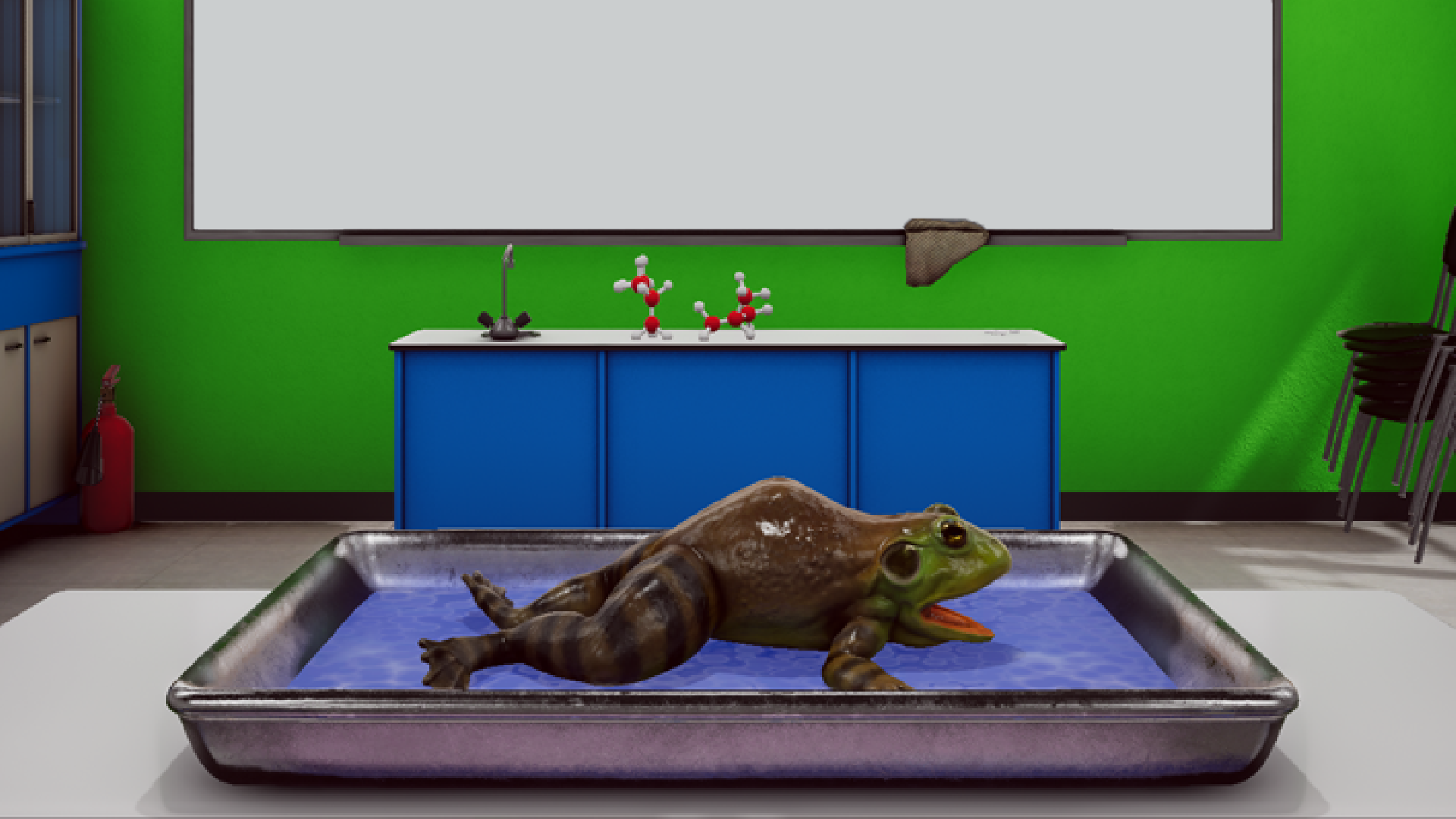 Frog Dissection