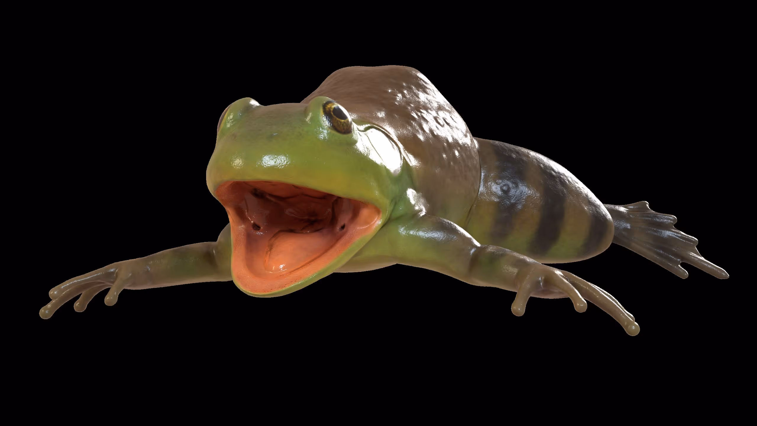 Frog Dissection