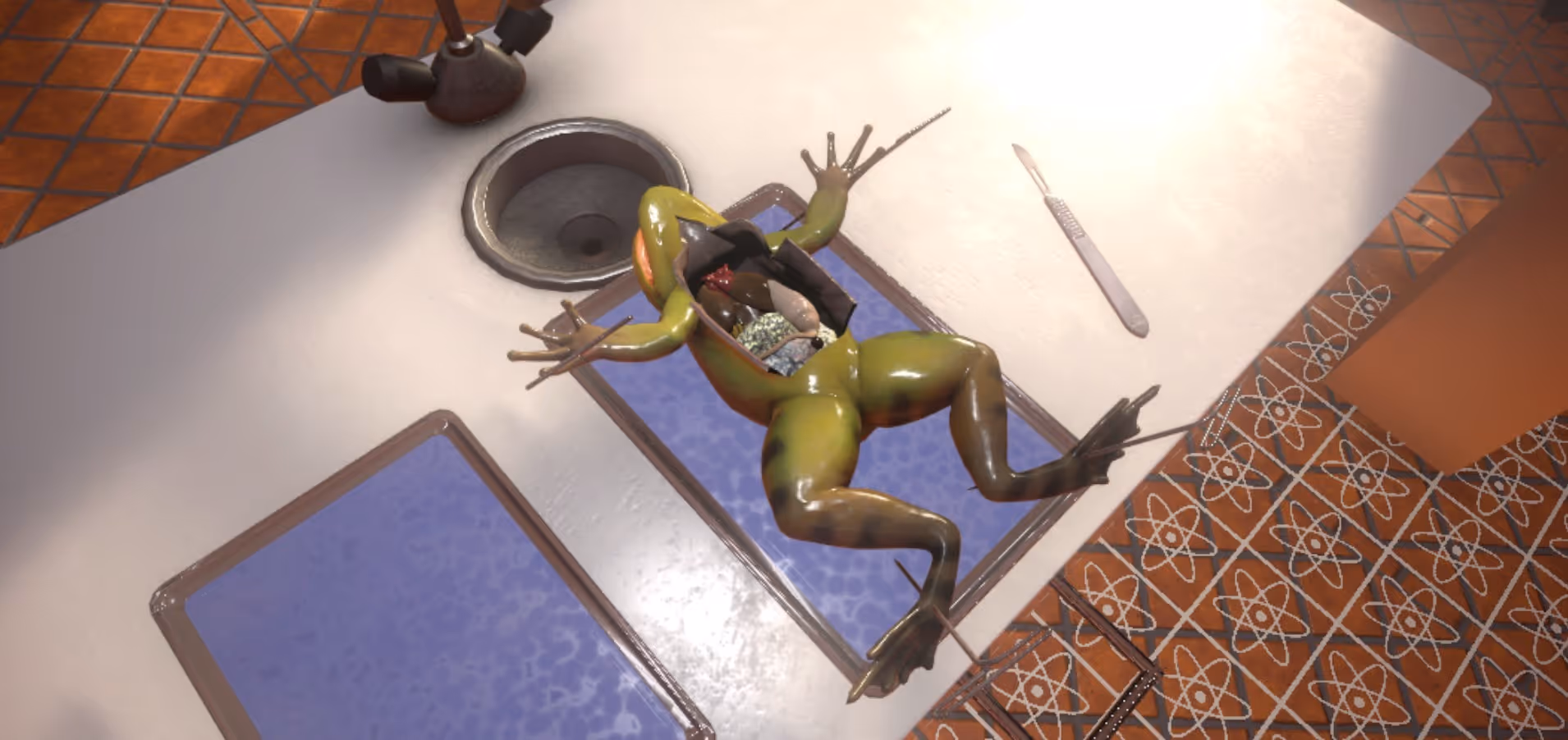 Frog Dissection