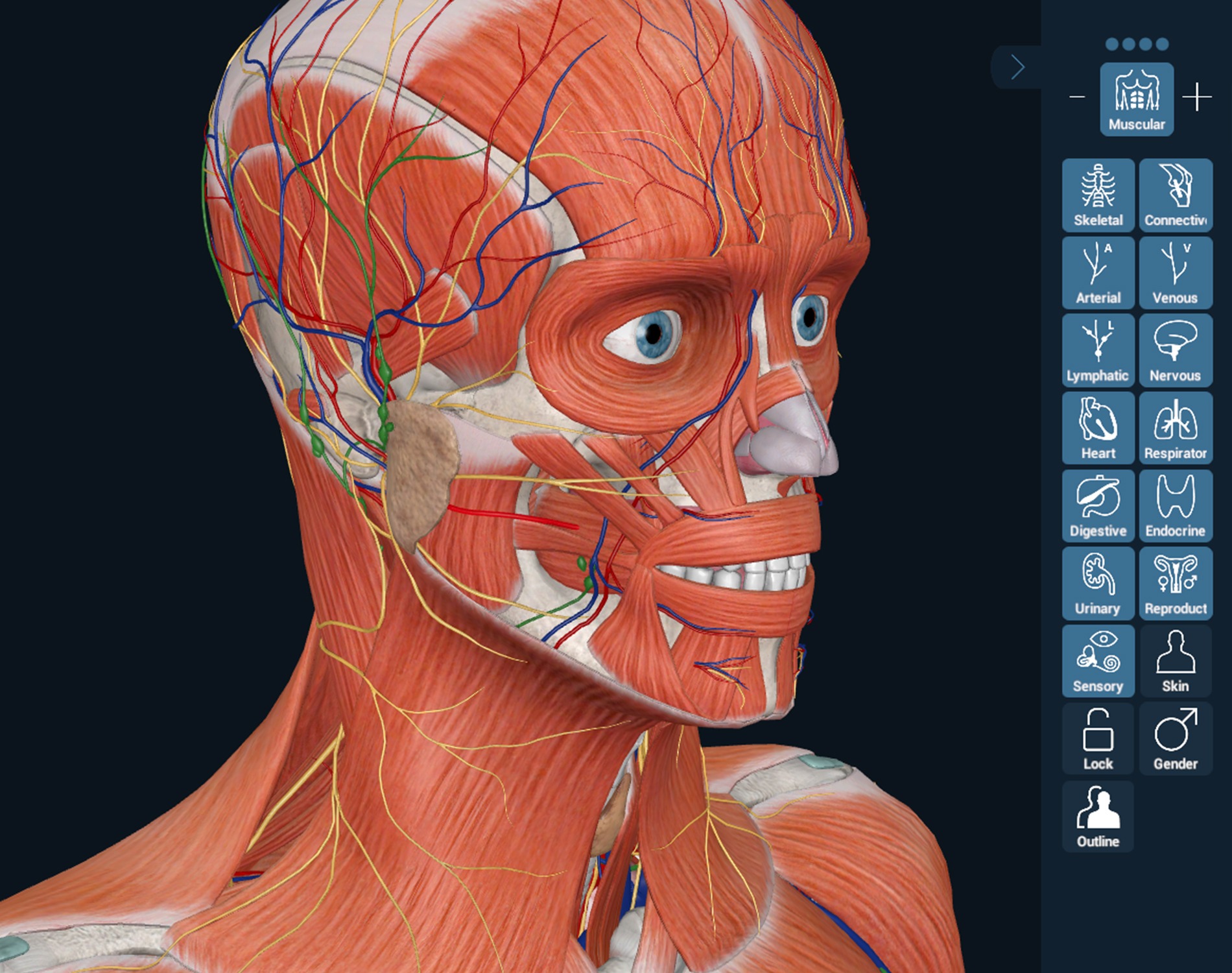 3D Organon Gallery Image 2