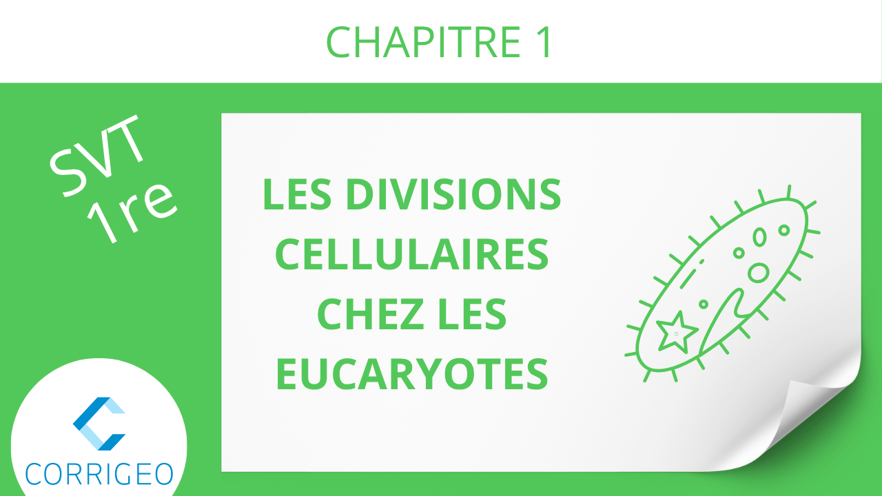 1re-Les divisions cellulaires chez les eucaryotes