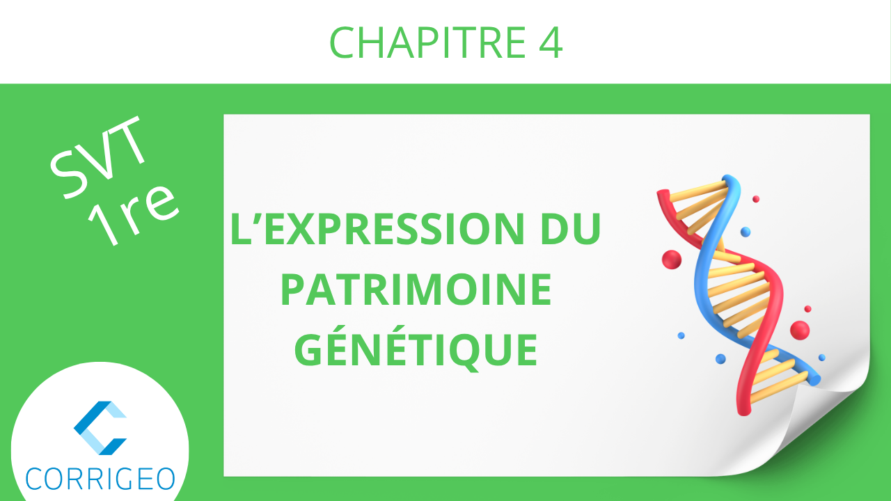 1re-L'expression du patrimoine génétique