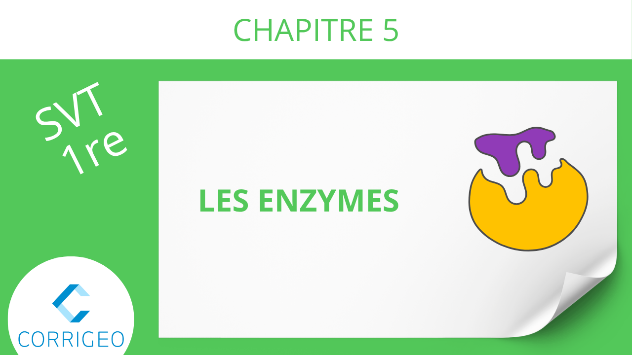 1re-Les enzymes