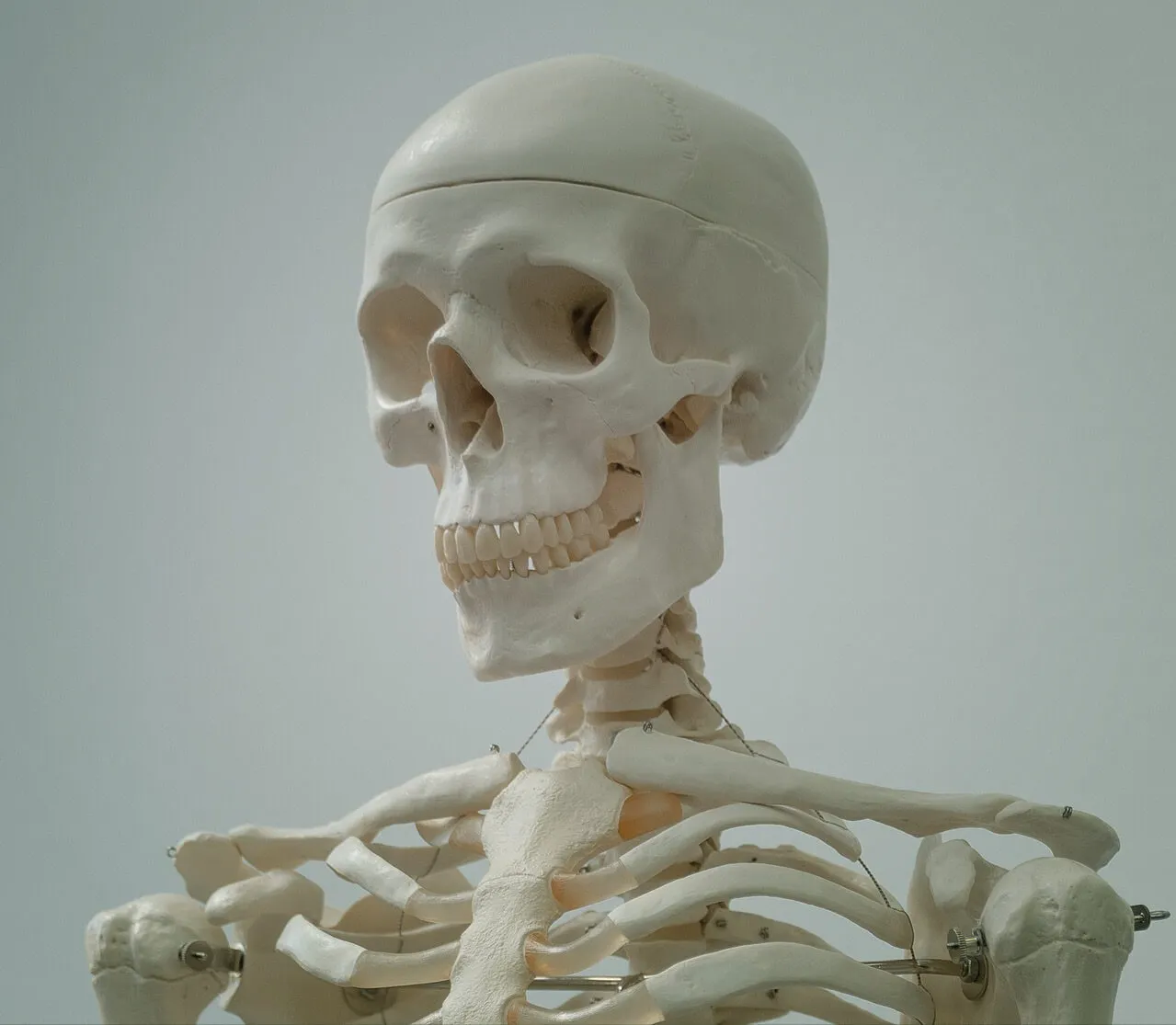 Skeleton head and neck