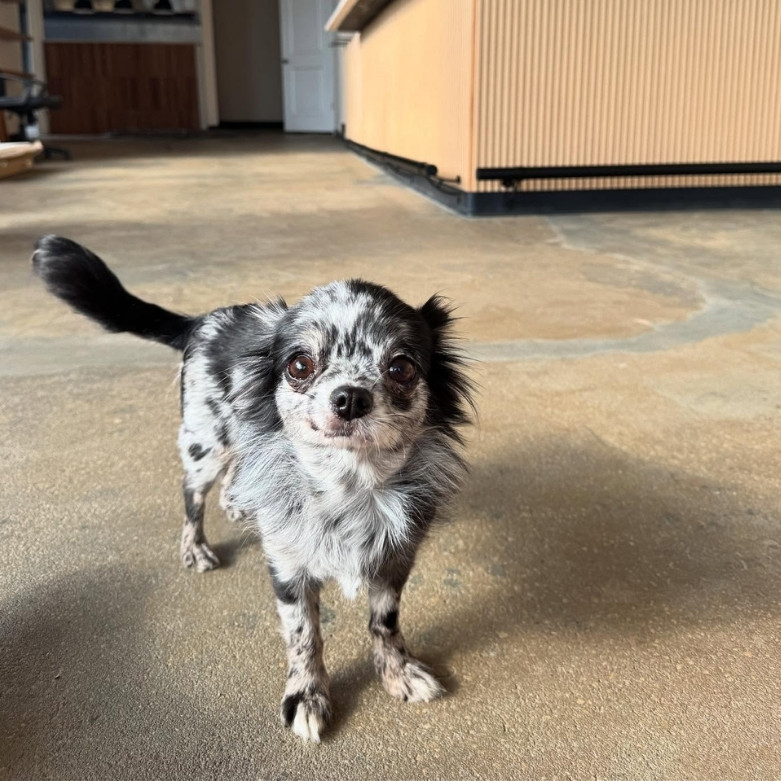 Photo of black and white dog