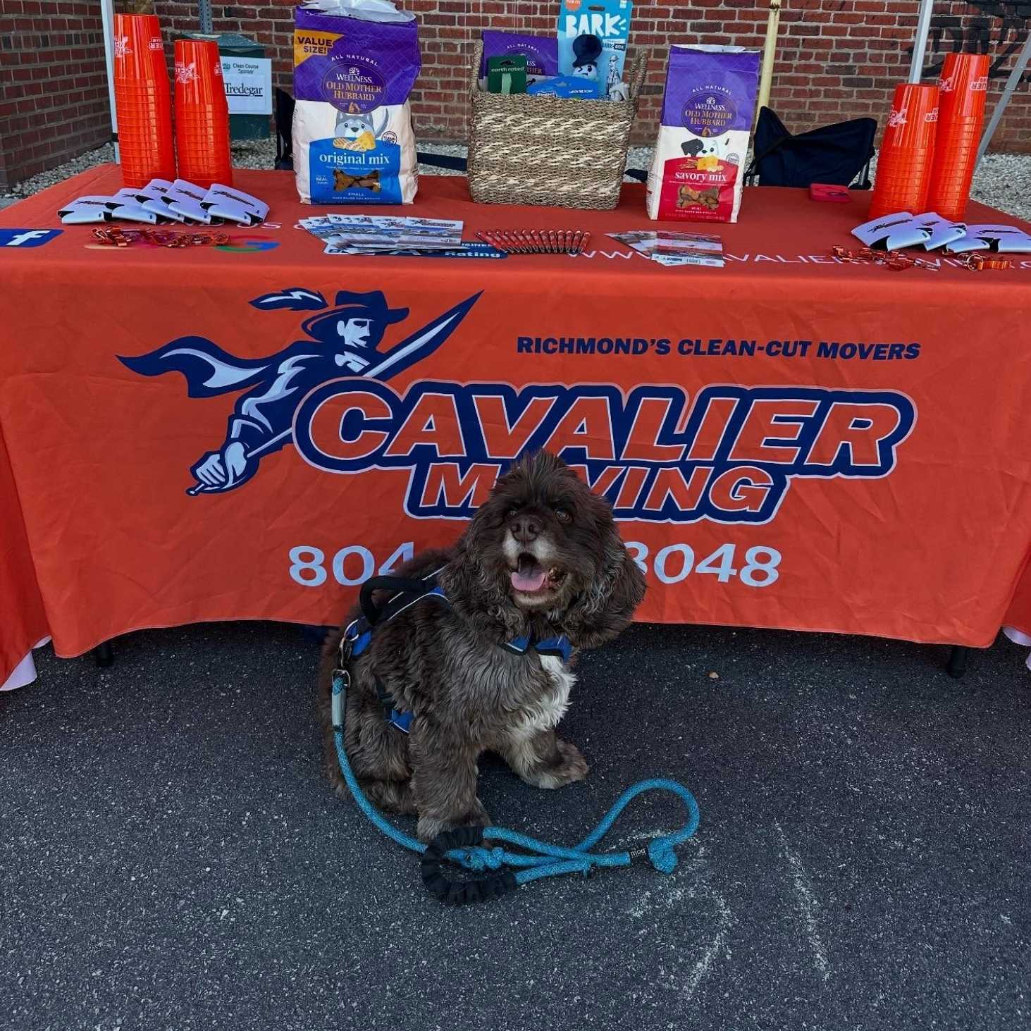 Dog standing in front of table