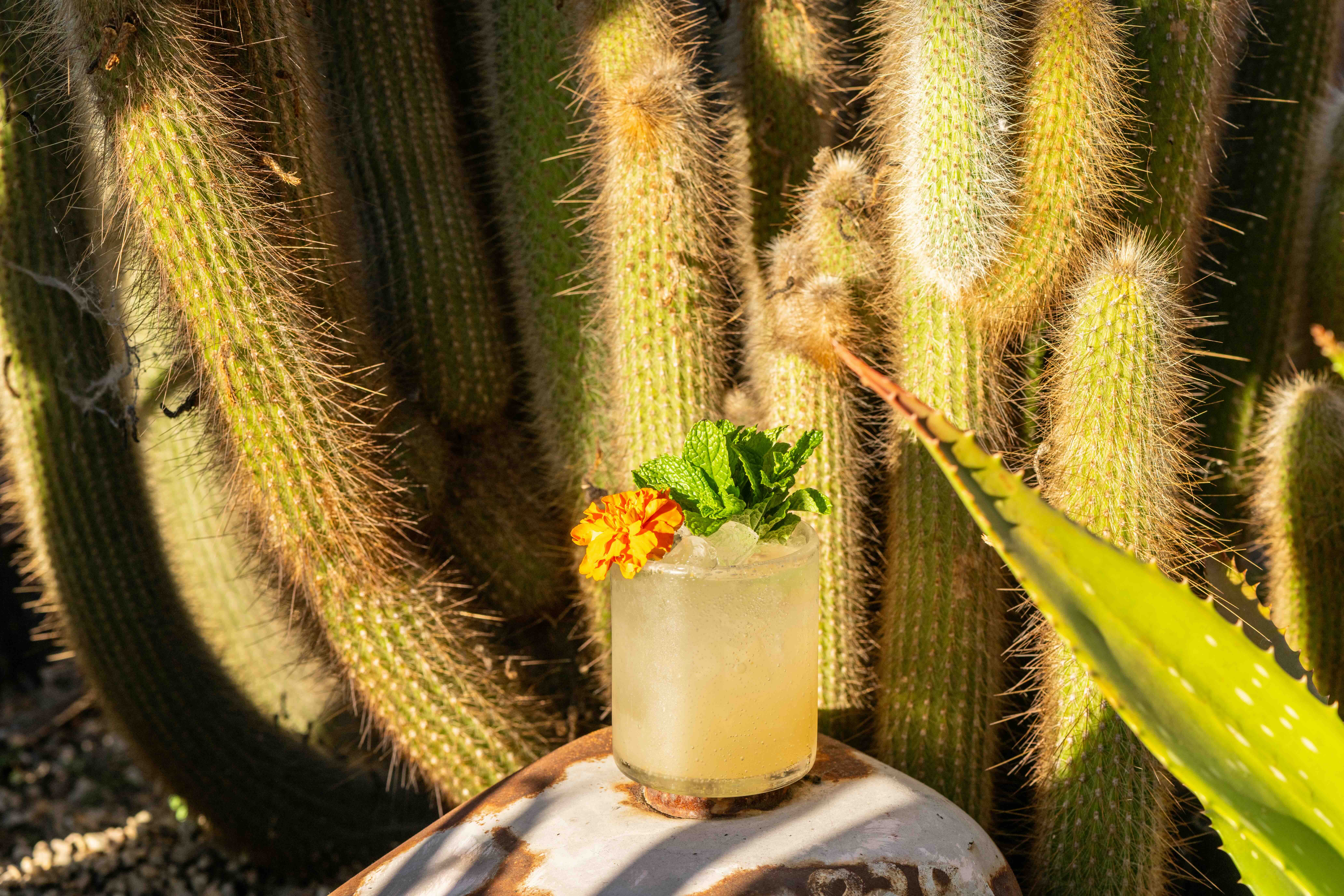 margarita on a rock in front of a cactus