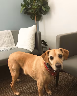 Boomer the dog, therapy office in Lexington KY — Balance You Counseling