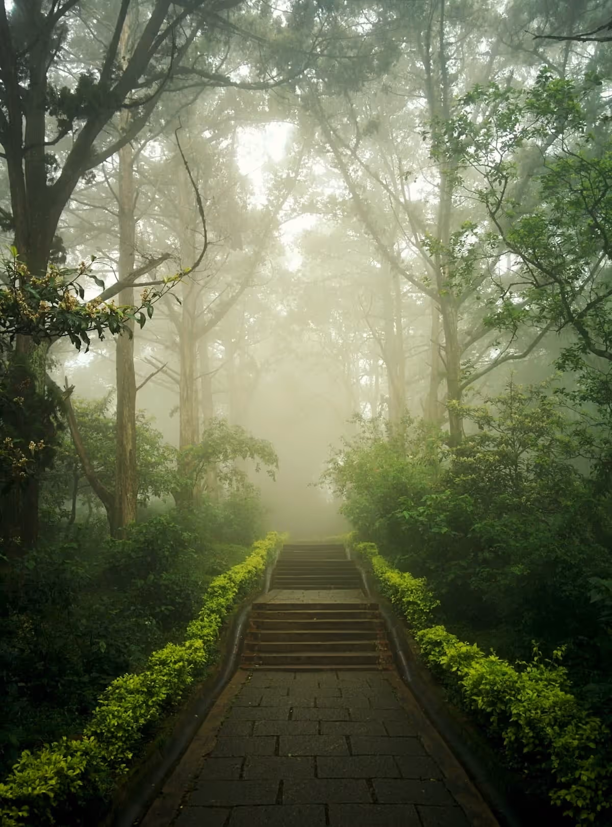 Stone steps lead up through a misty forest with dense green foliage and tall trees.