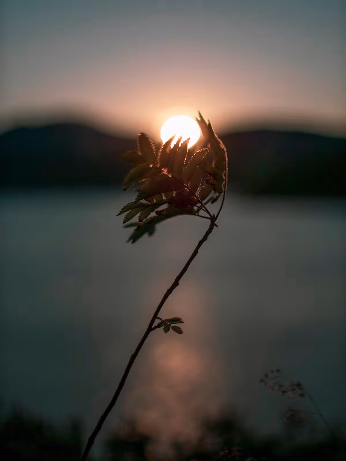 Silhouetted plant branch with leaves against a setting sun over water and distant hills.