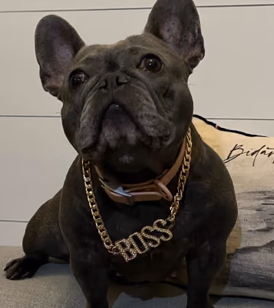 Boss Photo Wall: French bulldog wearing a gold BOSS chain