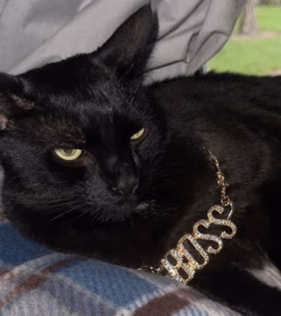 Boss Photo Wall: black cat wearing a gold BOSS necklace