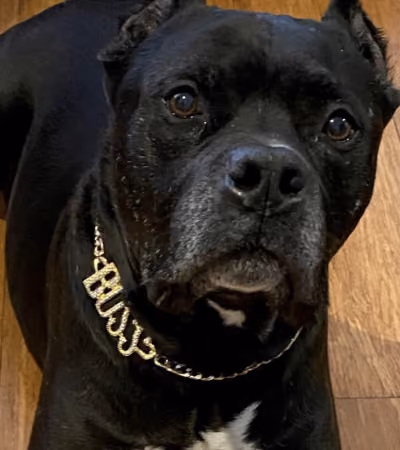 Boss Photo Wall: black dog wearing a gold BOSS chain
