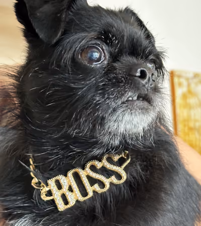 Boss Photo Wall: small black dog wearing a gold BOSS necklace