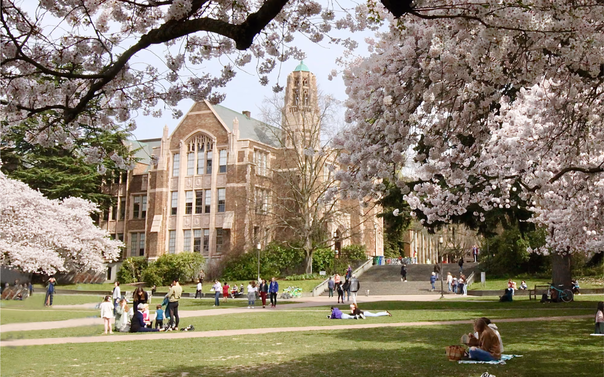 People relaxing and walking on a grassy university campus lawn surrounded by blooming cherry blossom trees with a large historic brick building and a clock tower in the background.