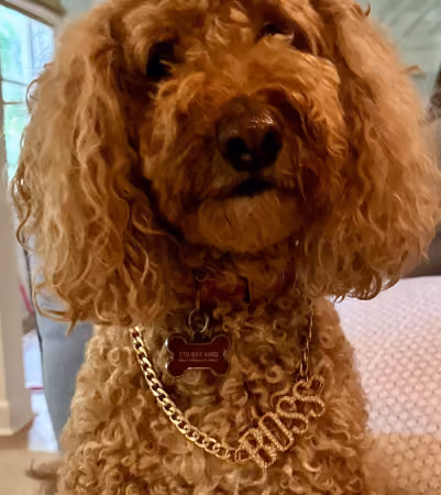 Boss Photo Wall: curly-haired dog wearing a gold BOSS chain