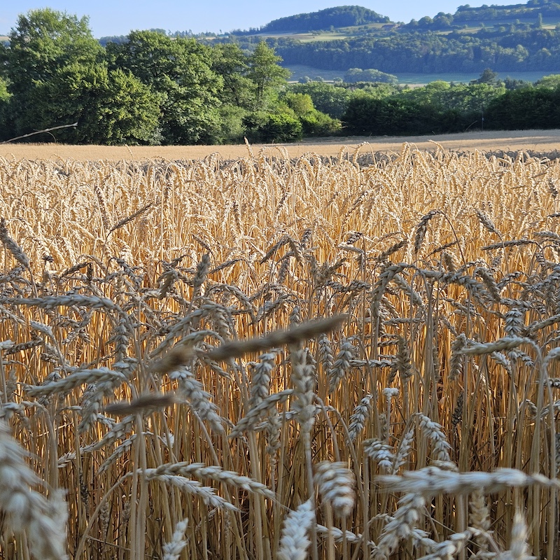 Goldgelbes Weizenfeld unter blauem Himmel mit Bäumen und Hügeln im Hintergrund.