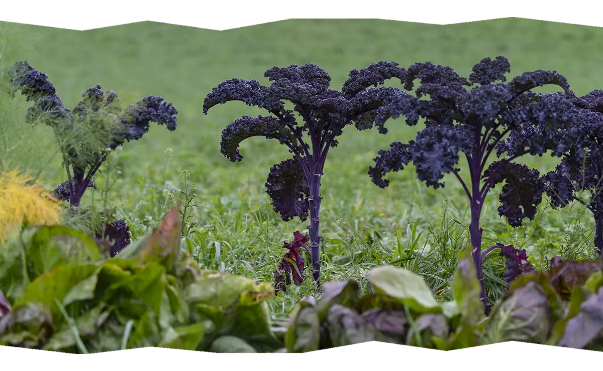 Foto eines Feldgemüses