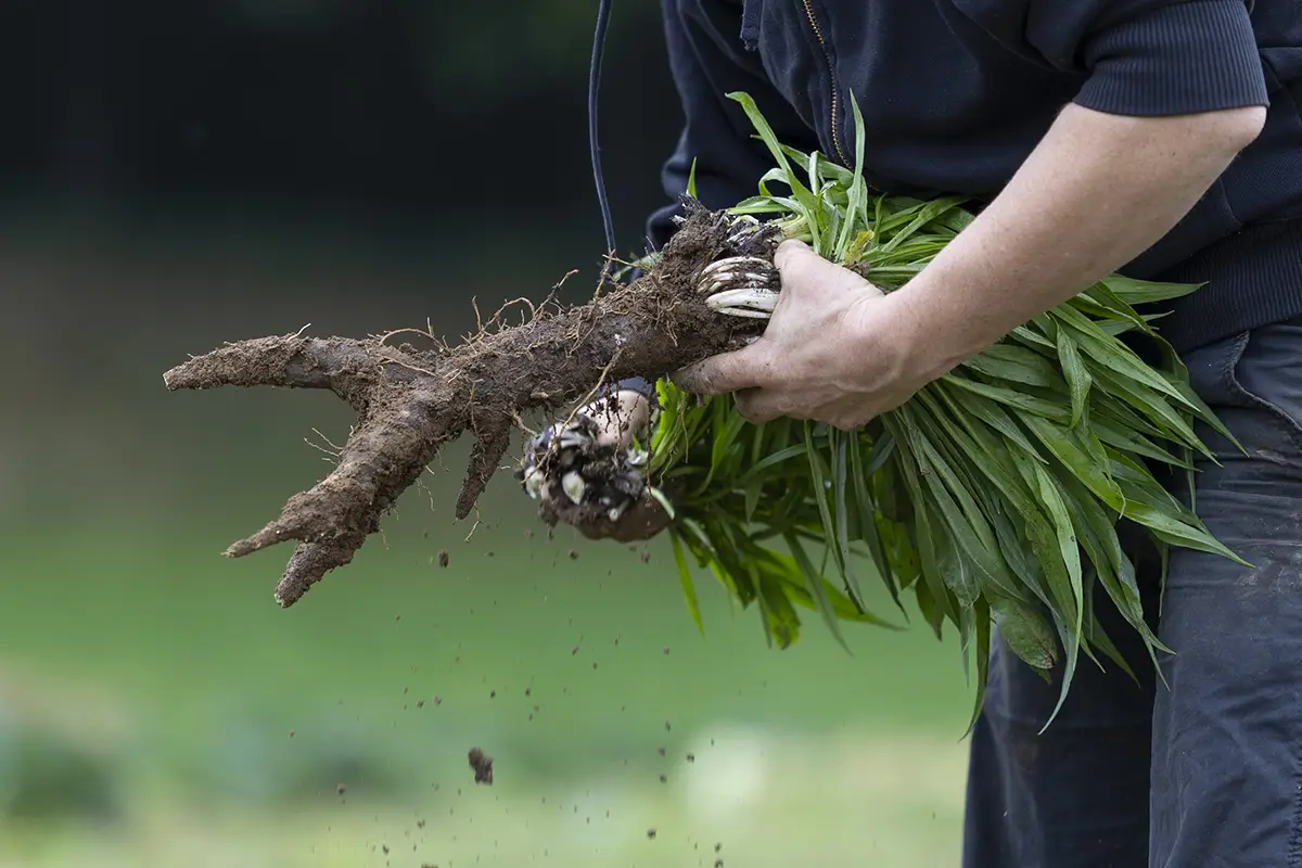 Arbeiten auf einem Gemüsefeld