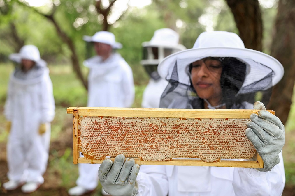Beekeeper in protective gear holding a wooden frame filled with honeycomb, with three other beekeepers blurred in the background.