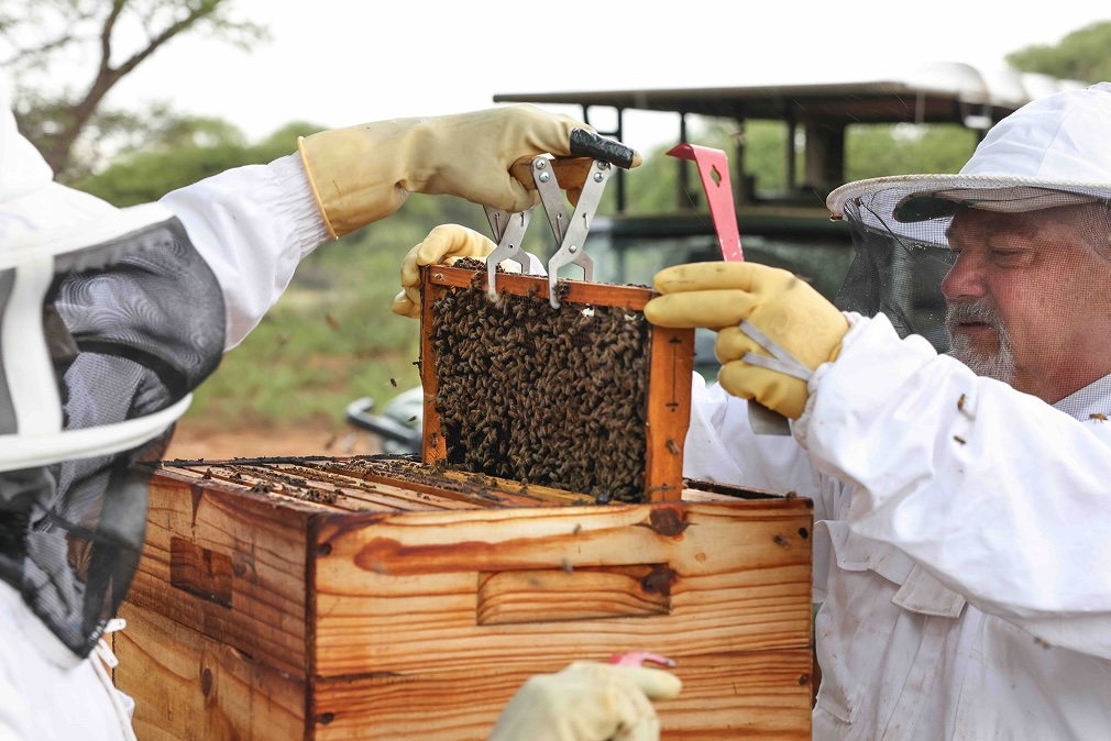 Two beekeepers in protective gear inspecting a honeycomb frame covered with bees from a wooden hive box outdoors at Naka Luxury Lodge for Hunting for Honey Event.
