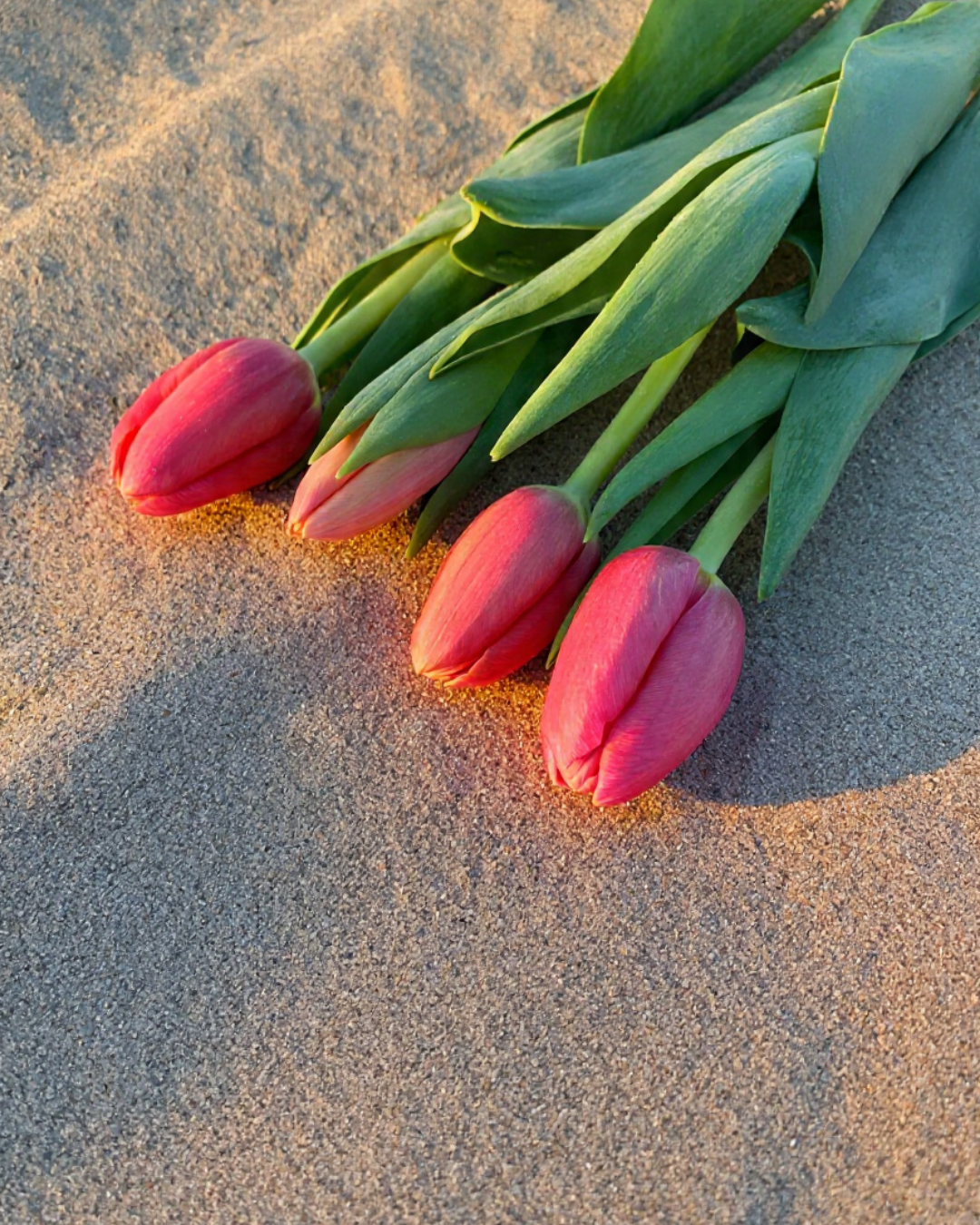 Tulipani ad agosto distesi sulla sabbia del Poetto di Cagliari.