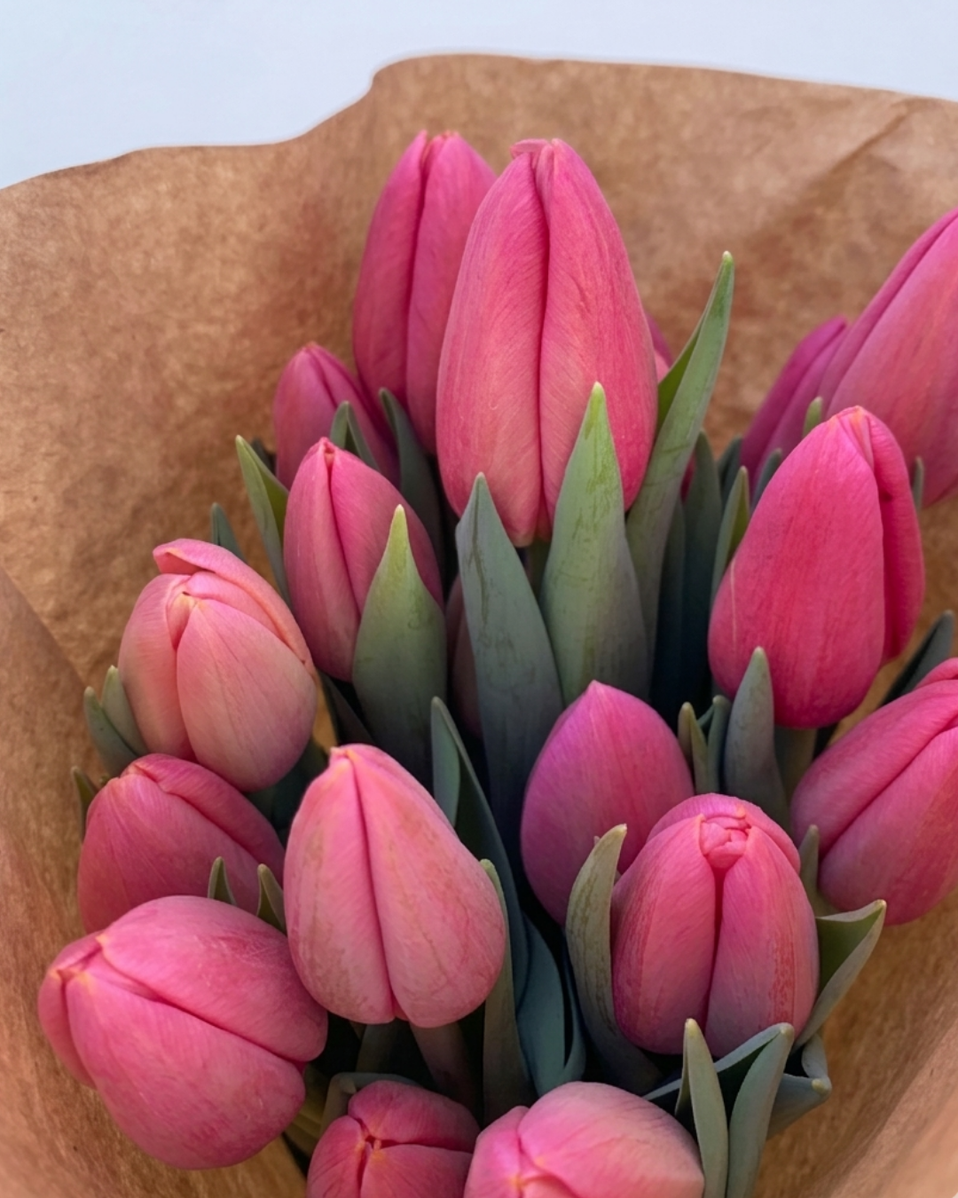Tulipani fucsia della produzione di agosto.