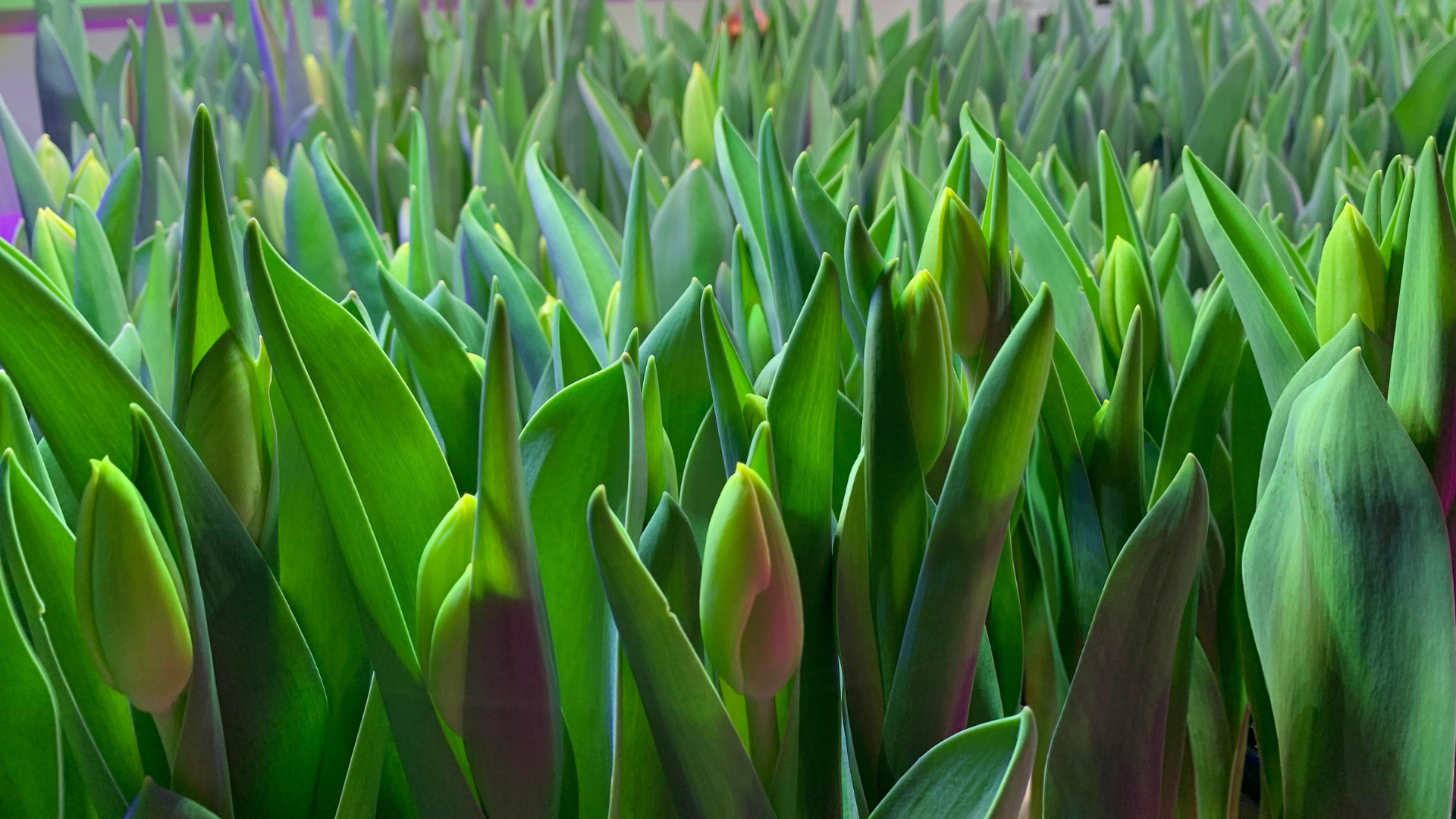 Tulipani coltivati in indoor farming tutto l'anno.
