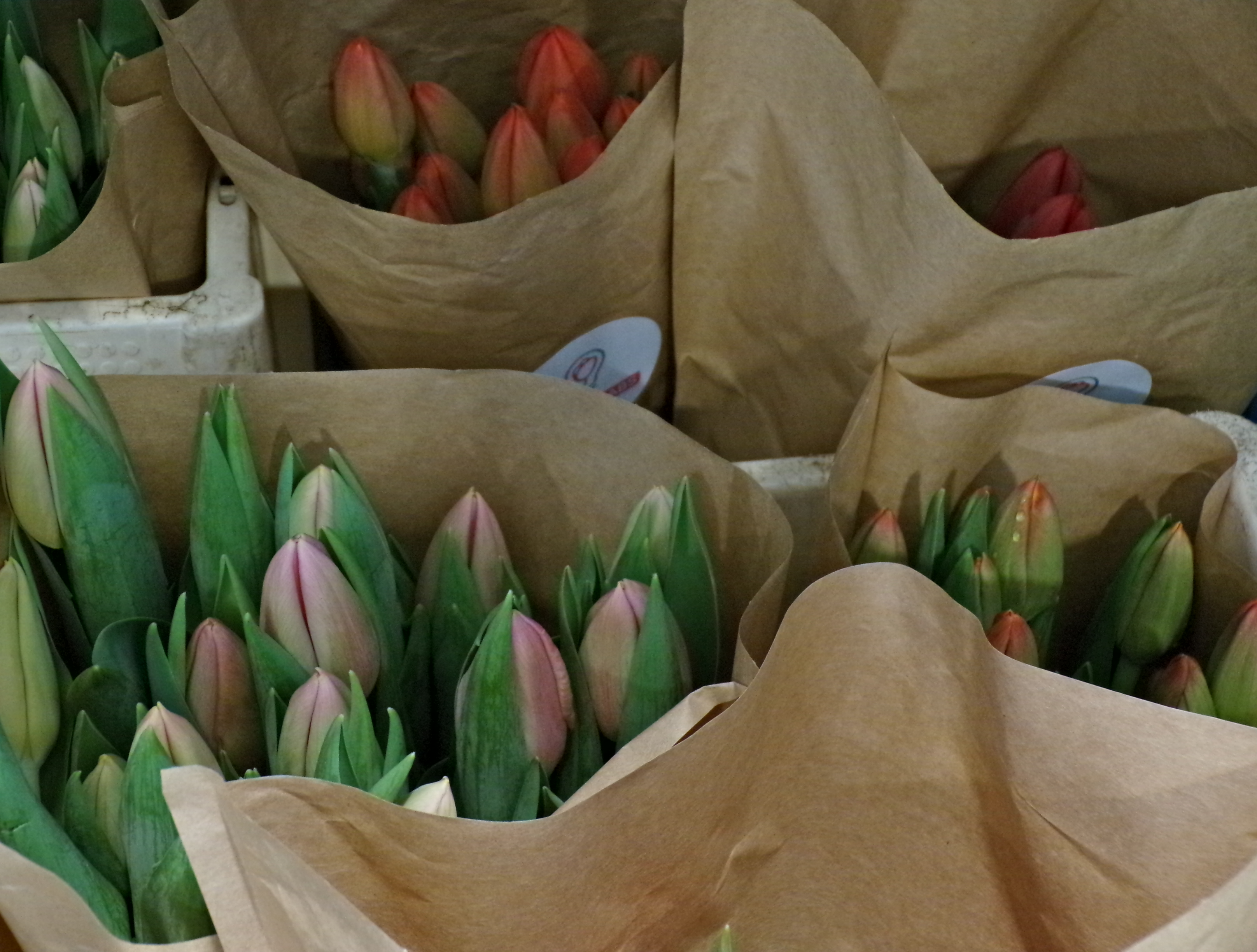 Forniture di tulipani Bloom LABS disposti all'interno di manicotti di carta sostenibile.