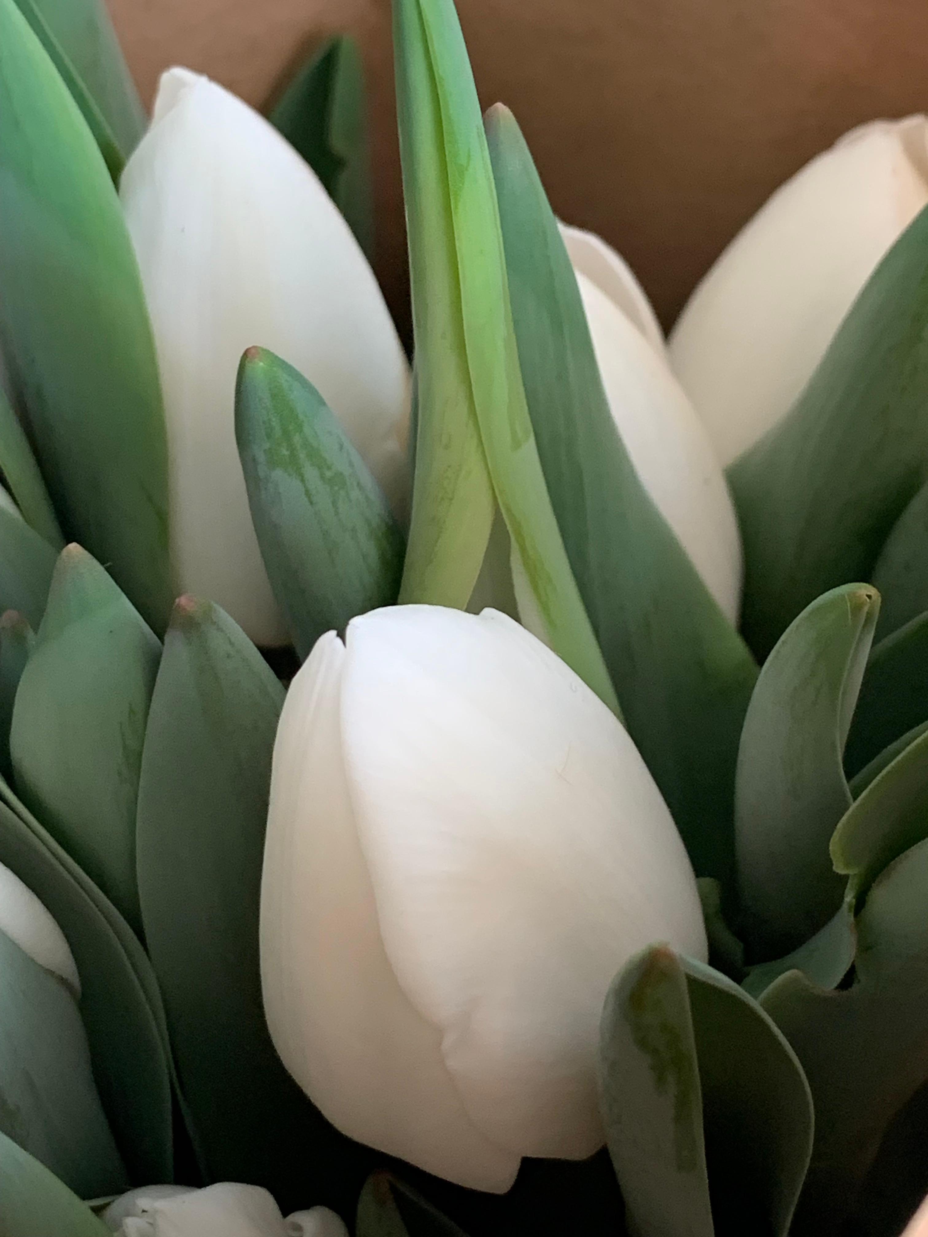 Forniture di tulipani Bloom LABS in primo piano.