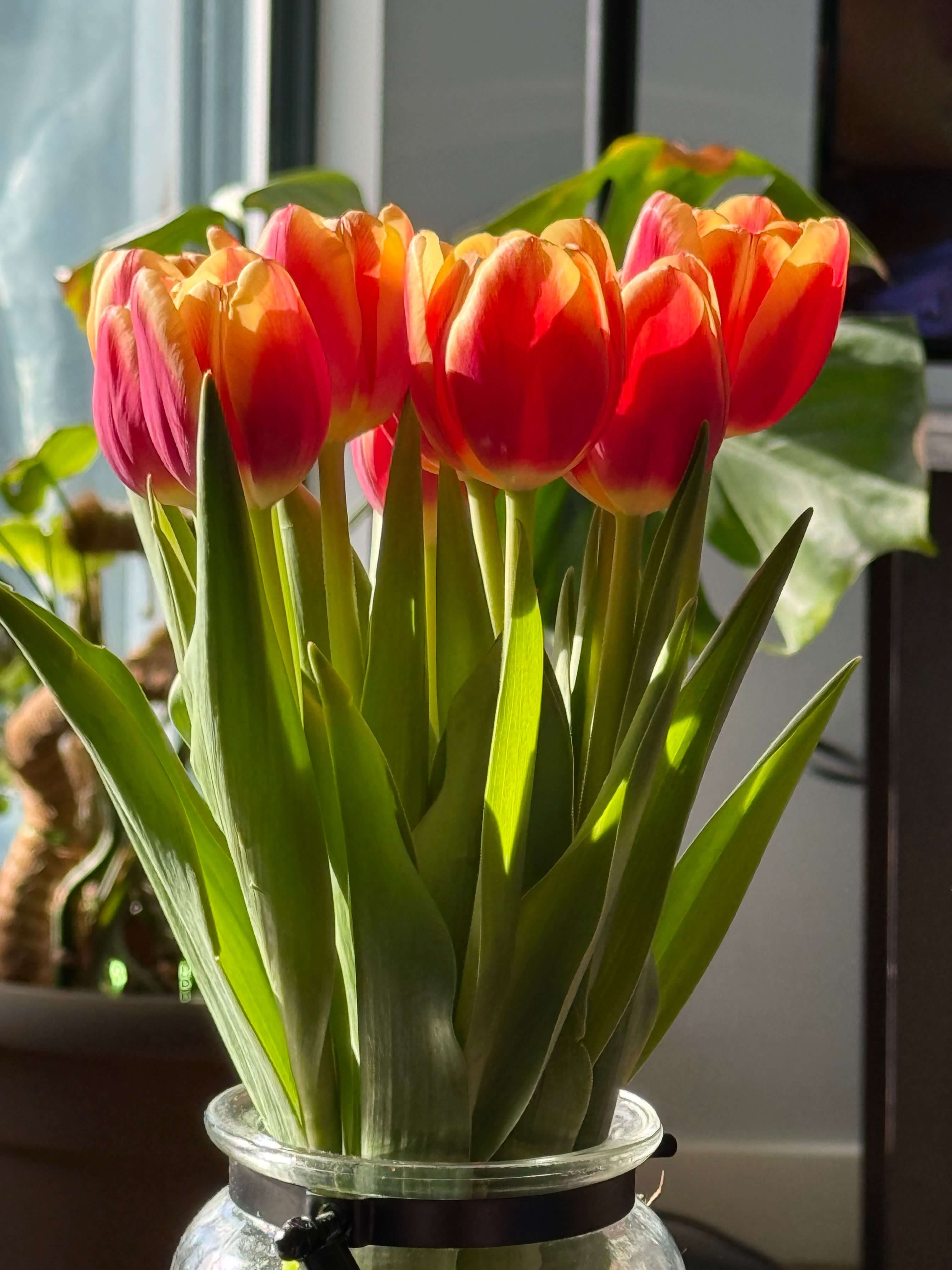 Tulipani rossi e gialli in vaso su un davanzale