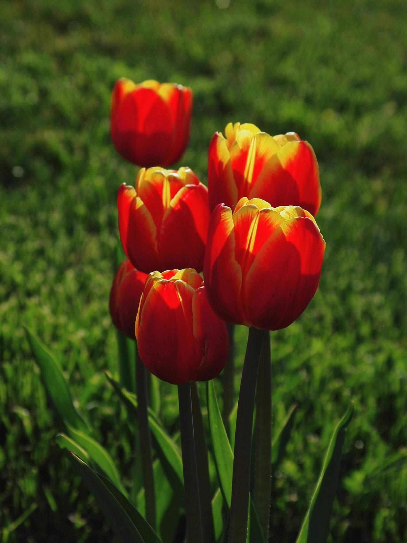 Tulipani rossi e gialli piantati in giardino.