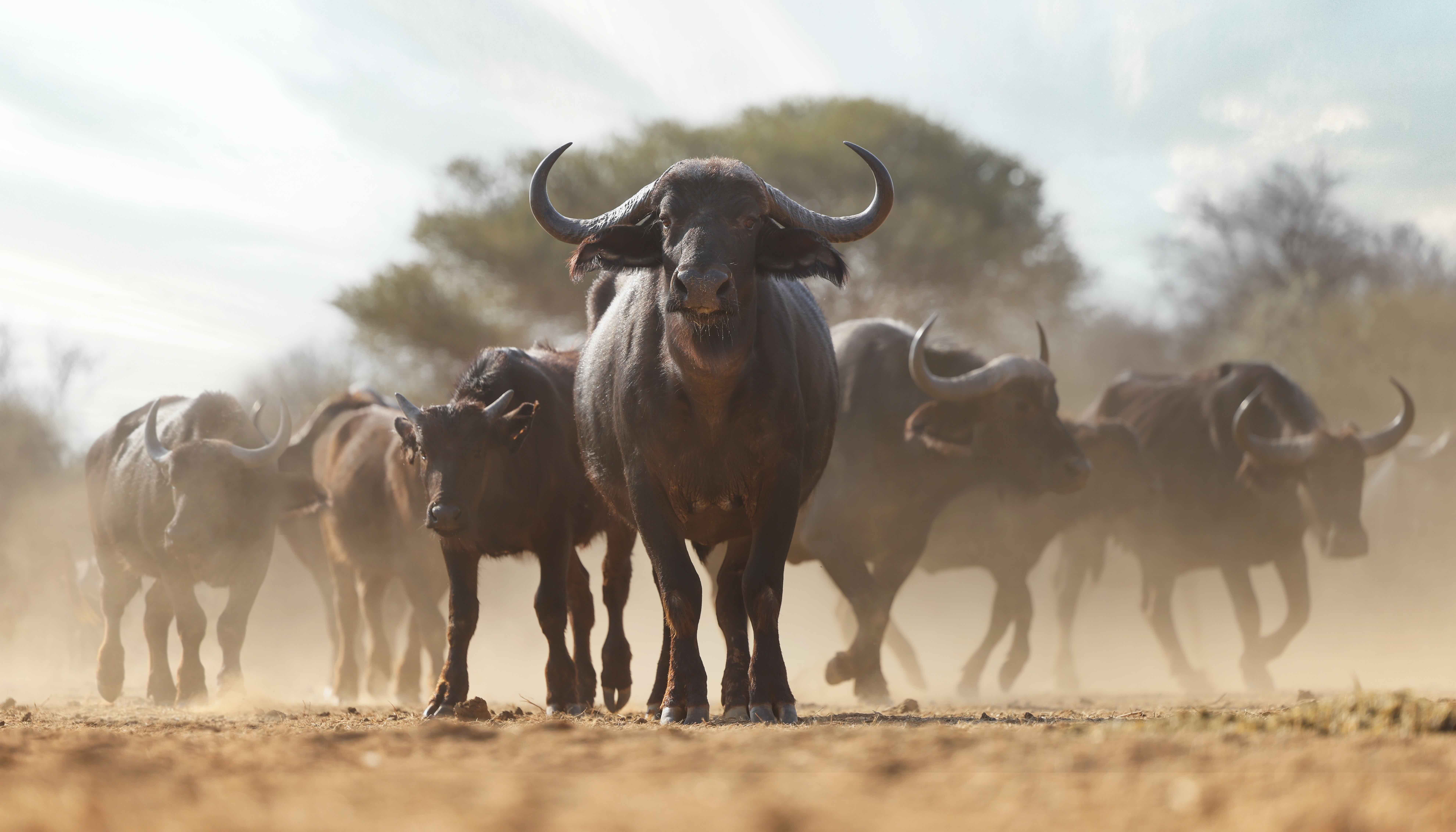 a group of buffaloes running on dirt