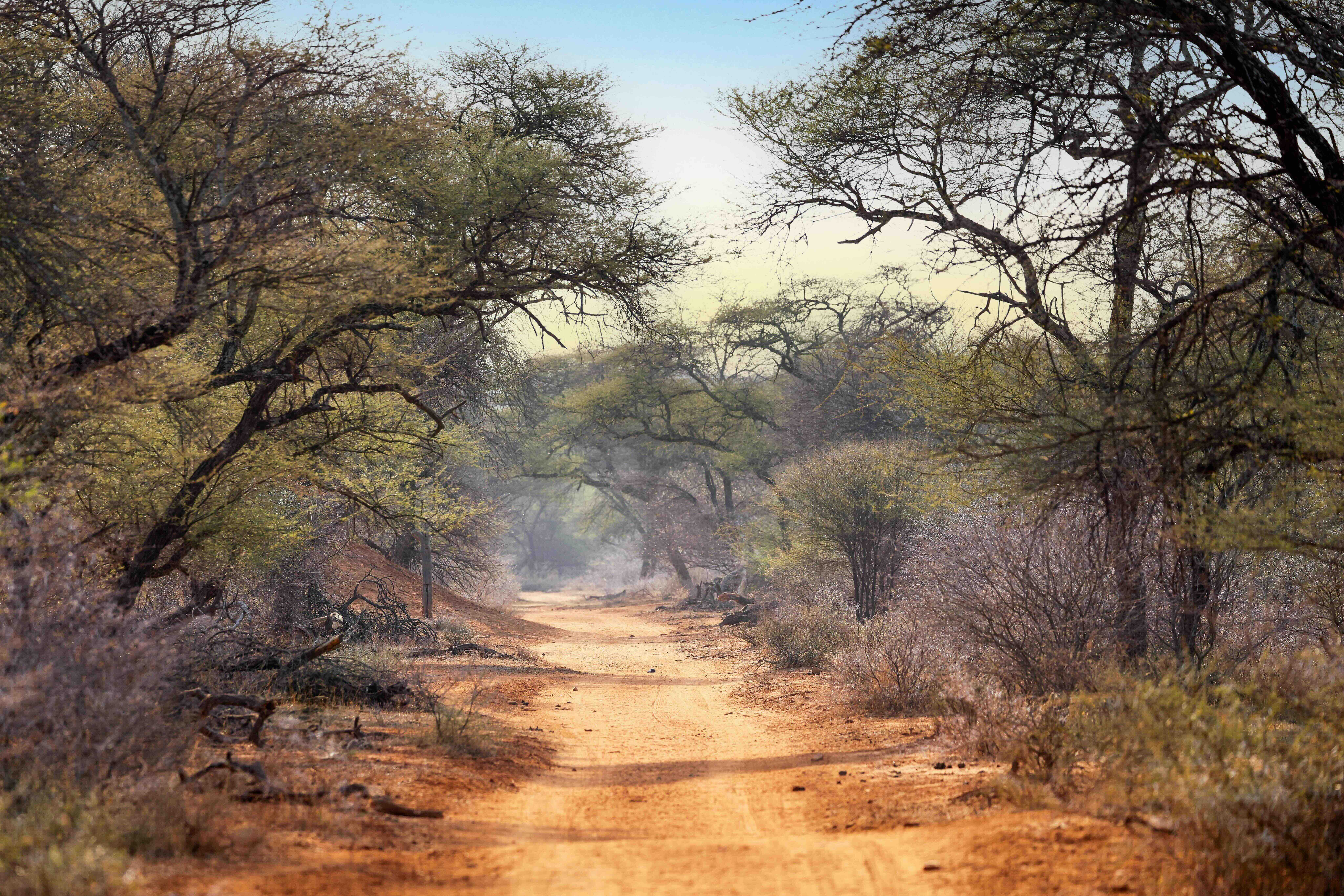 a dirt road through a forest