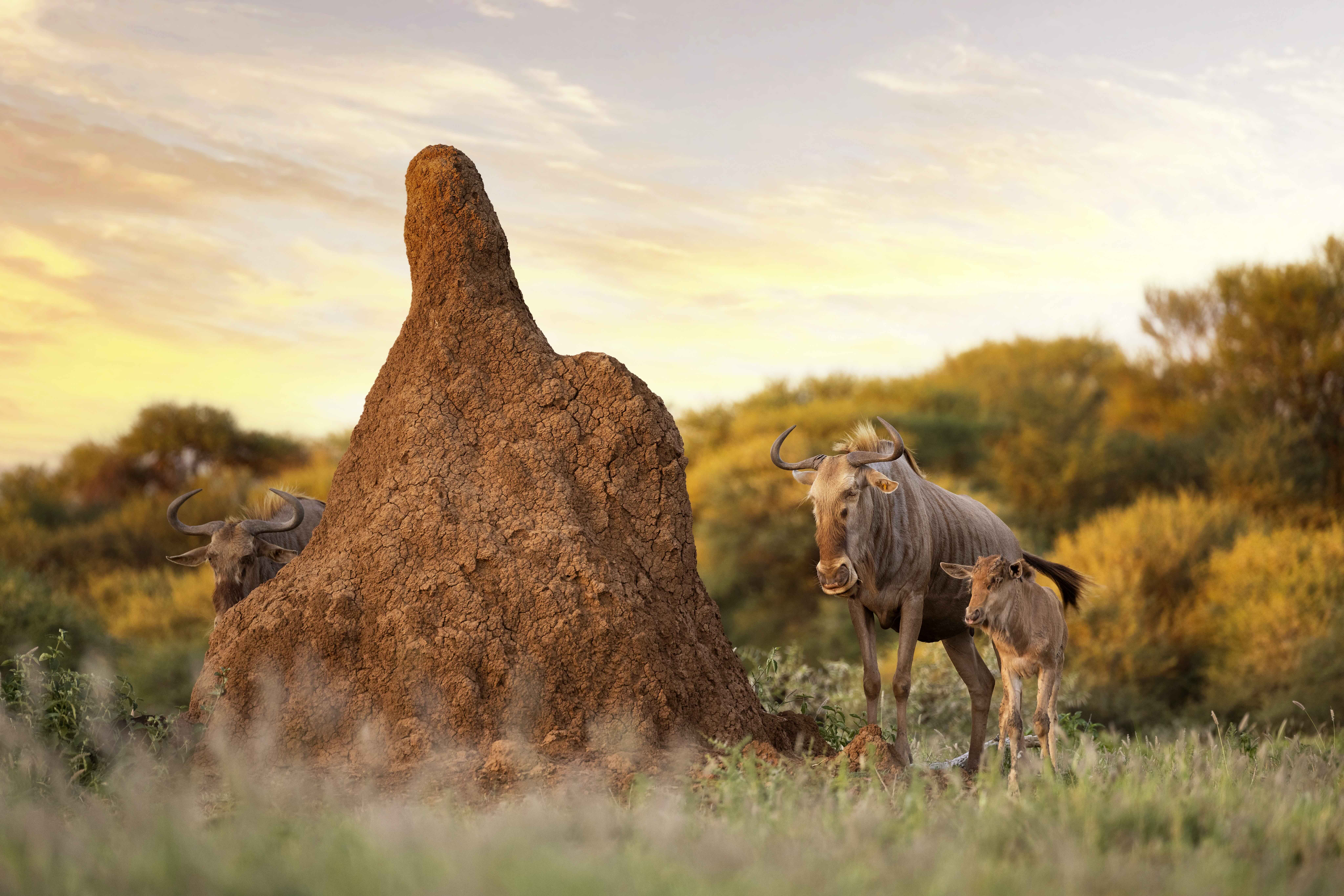 a group of widebeest standing next to a large mound of dirt