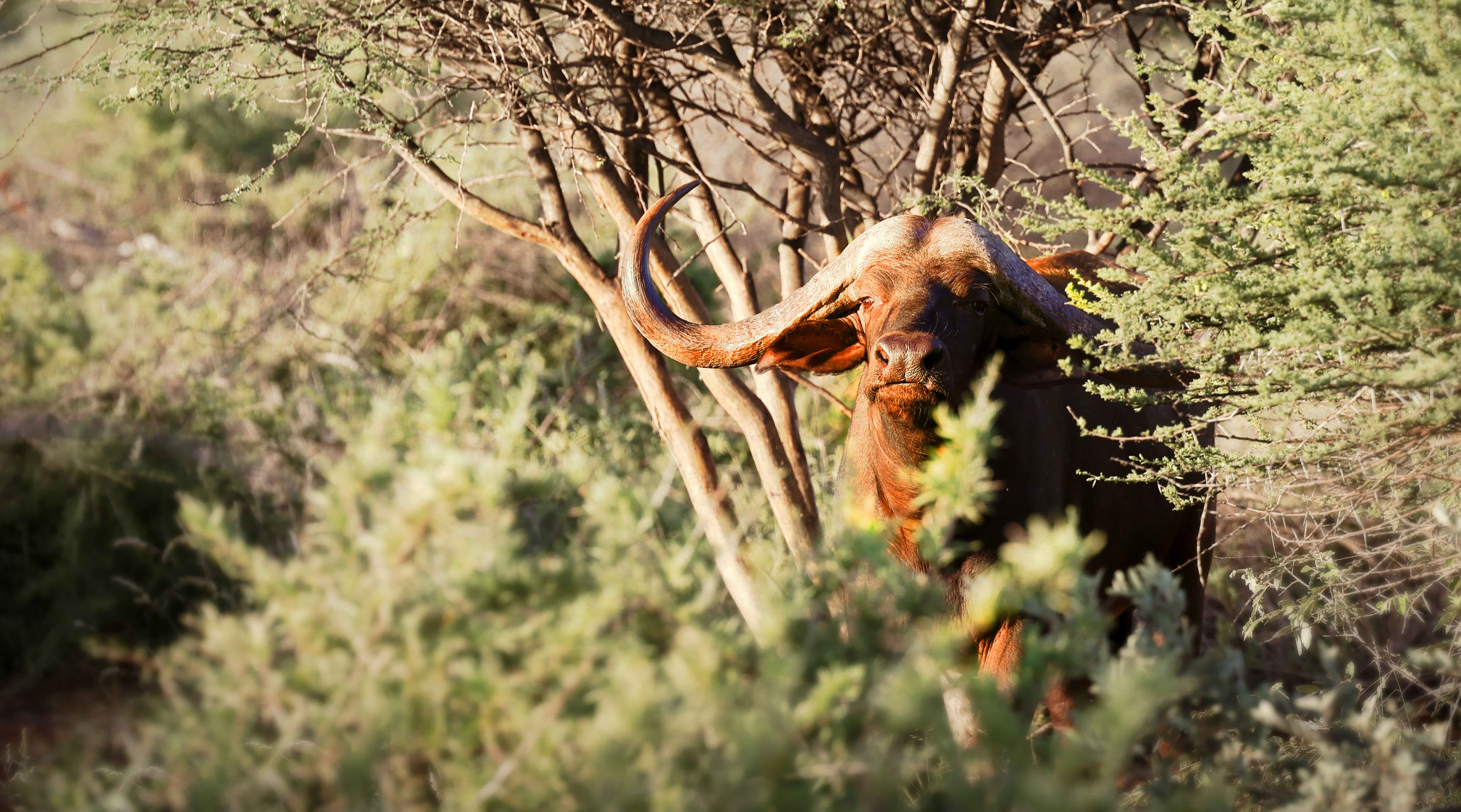 a buffalo with horns in the woods