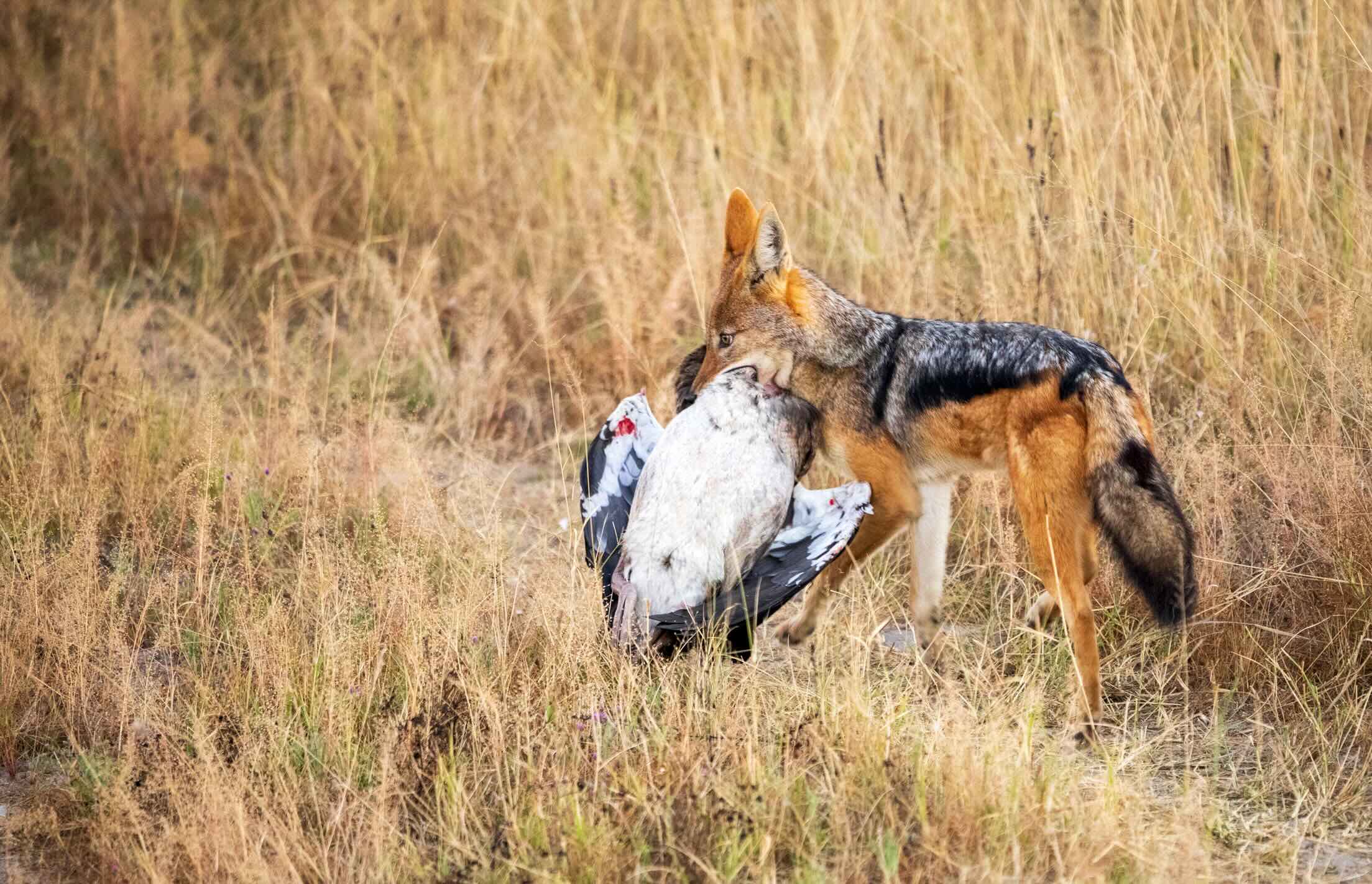 Fox with bird in it's mouth