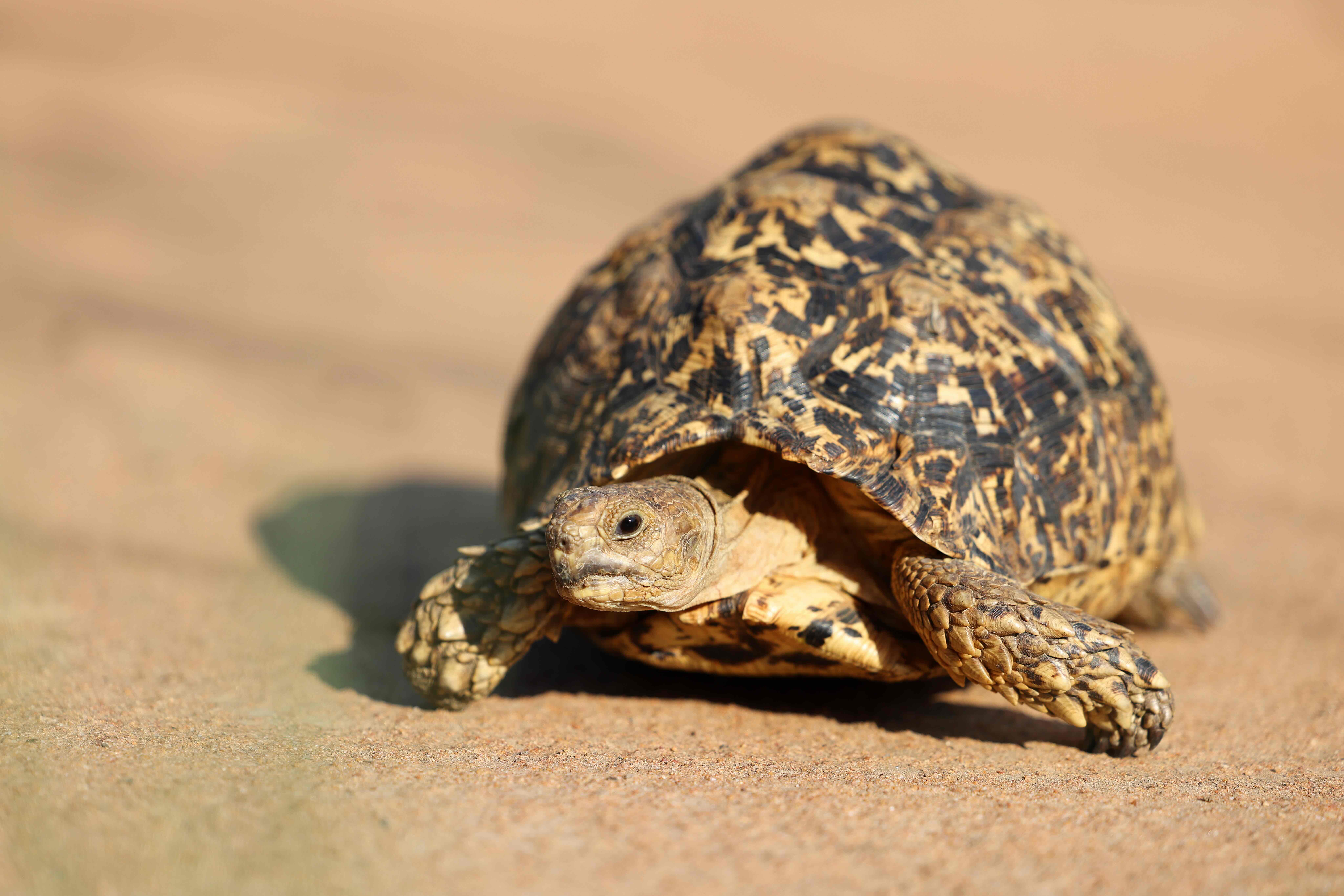 a tortoise walking on the sand