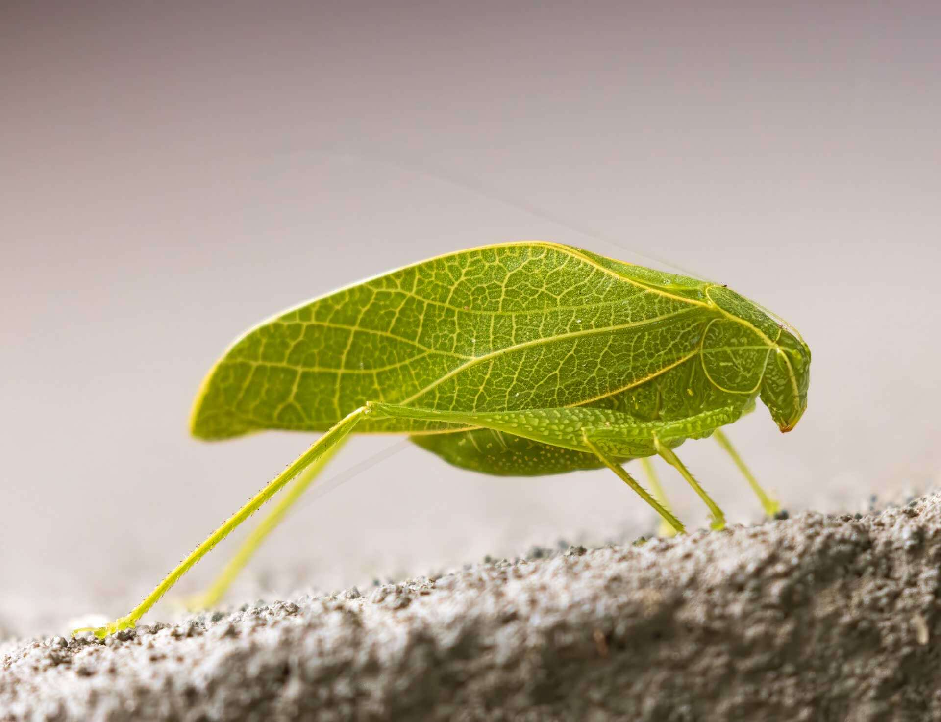 a green leaf bug on a rock