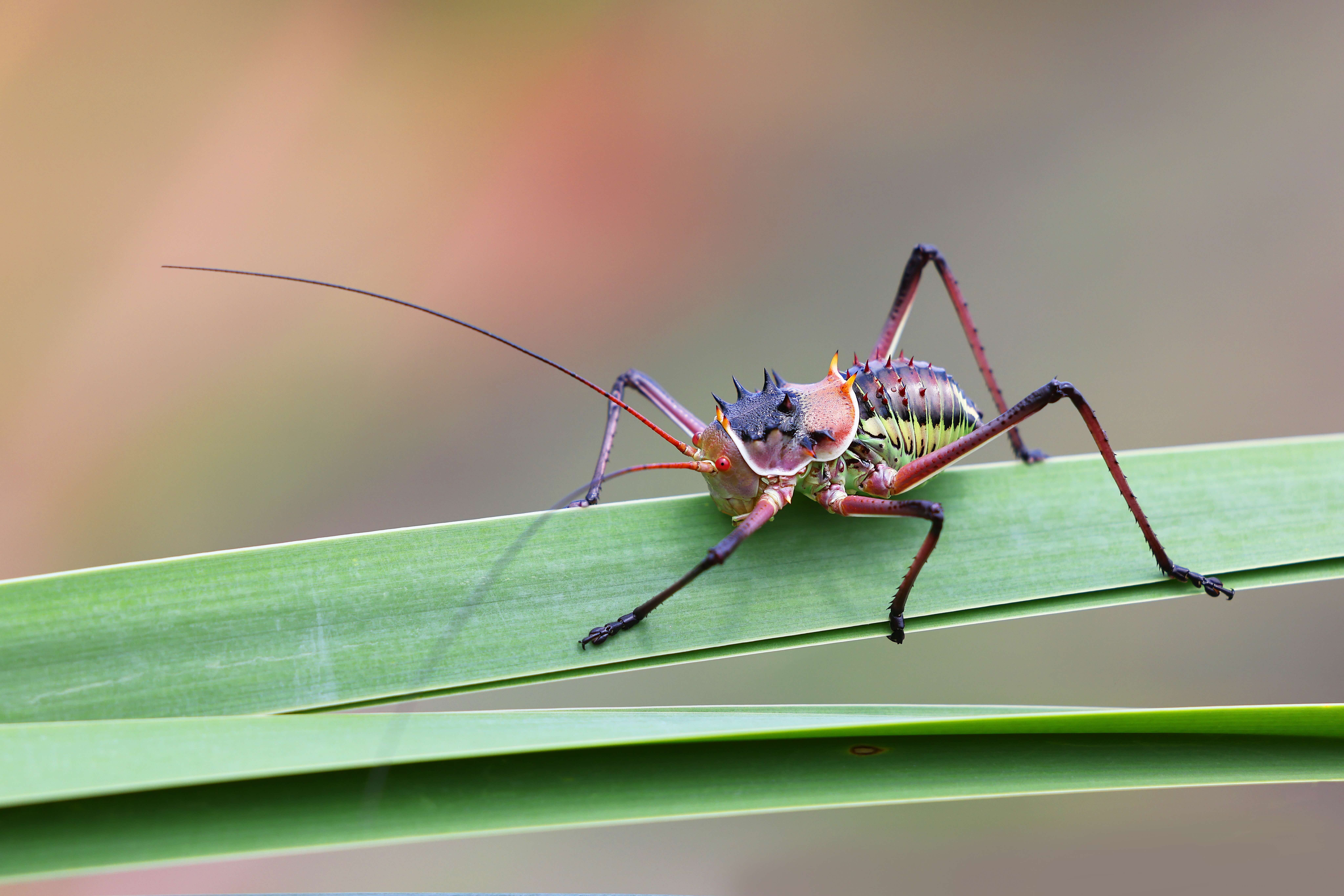 a colorful bug on a leaf