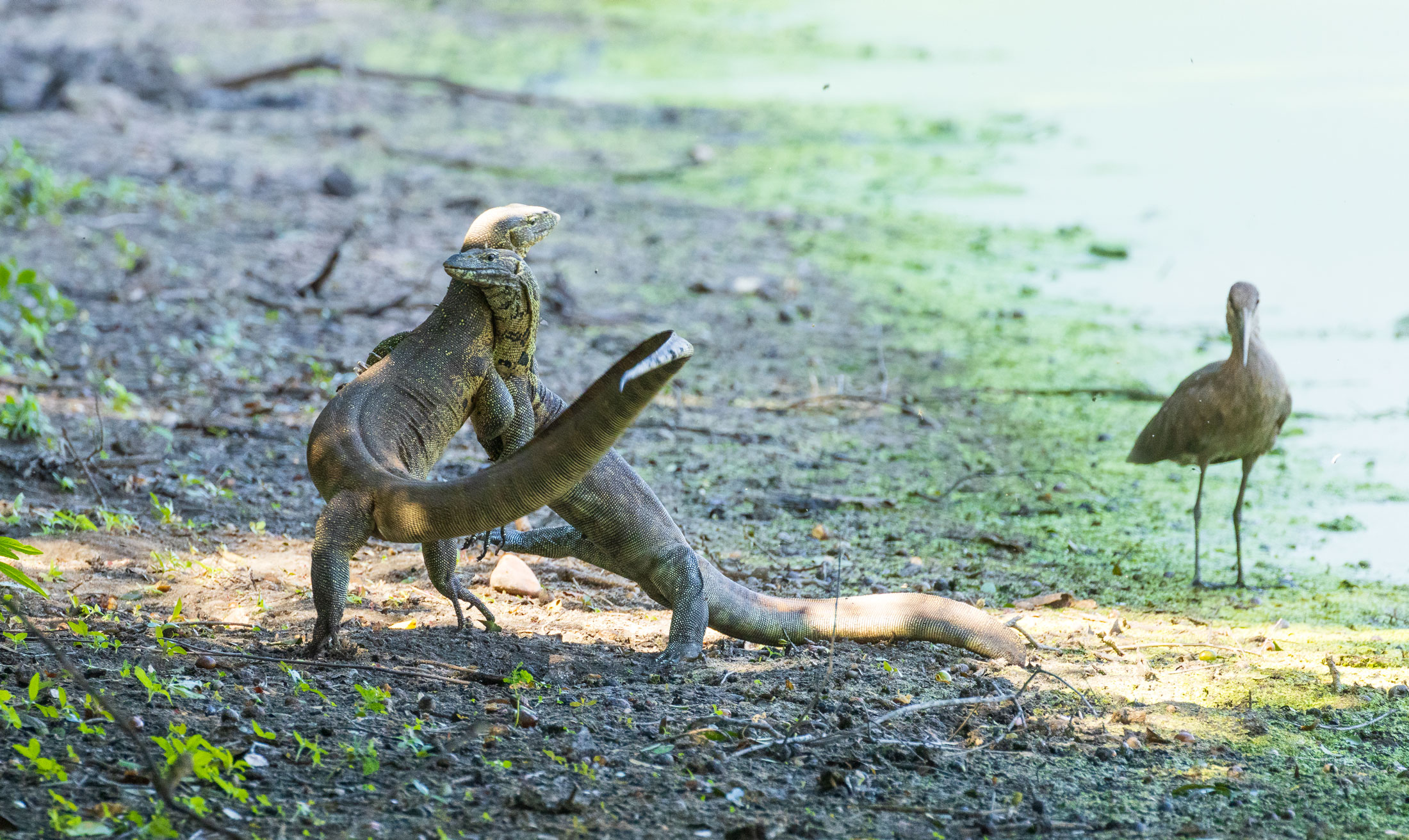 two lizards fighting on the ground