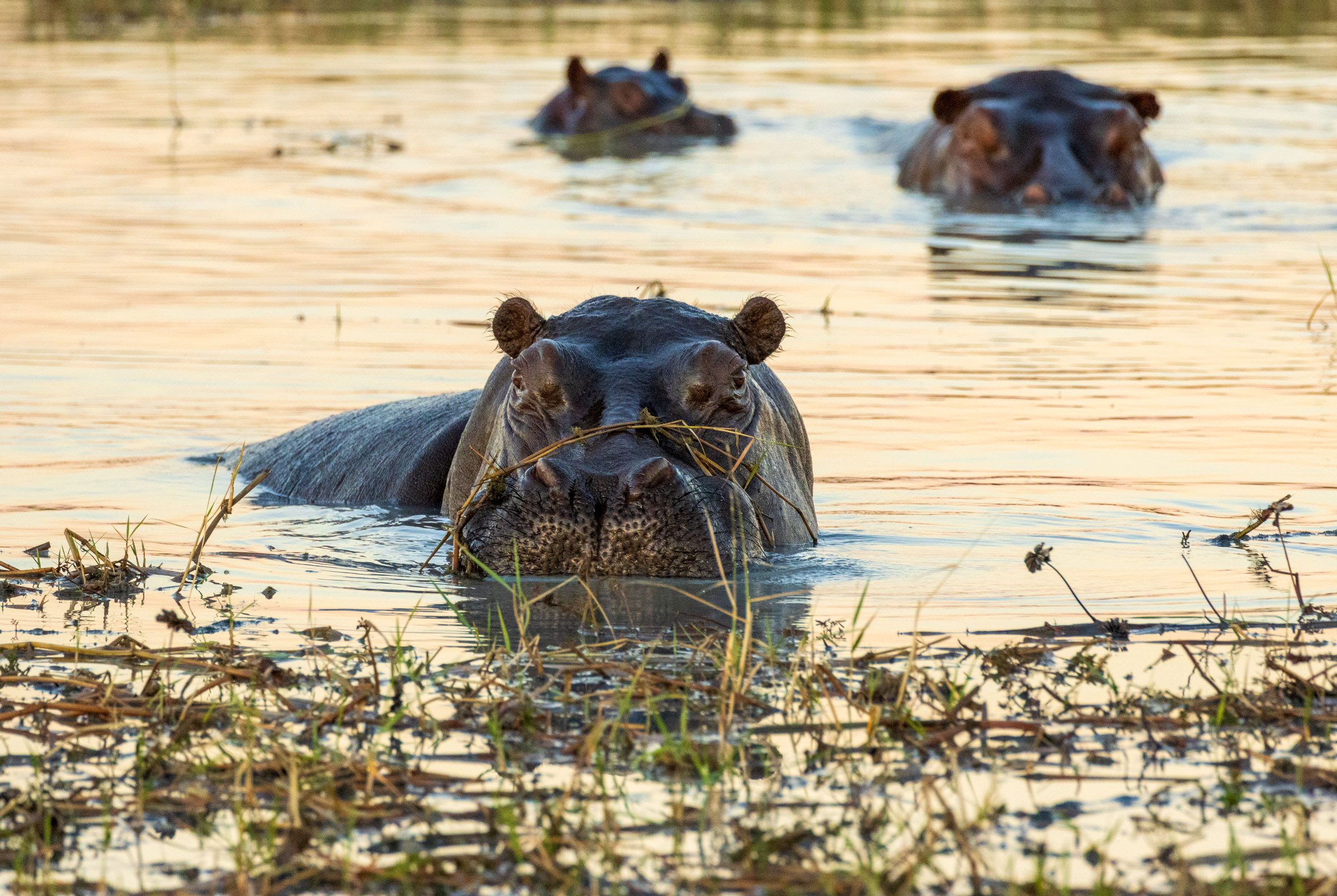 a group of hippos in water