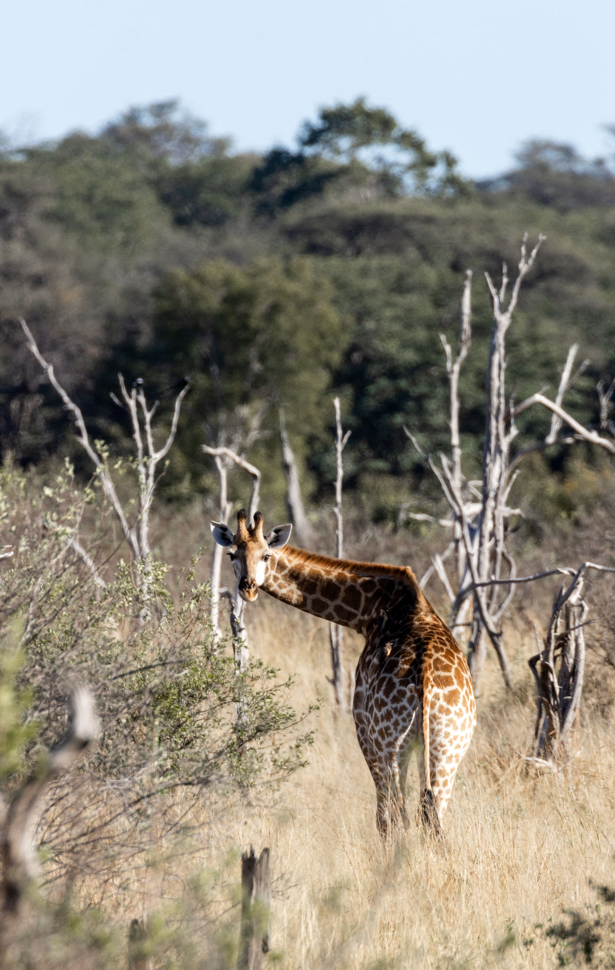 a giraffe standing in a field with trees in the background