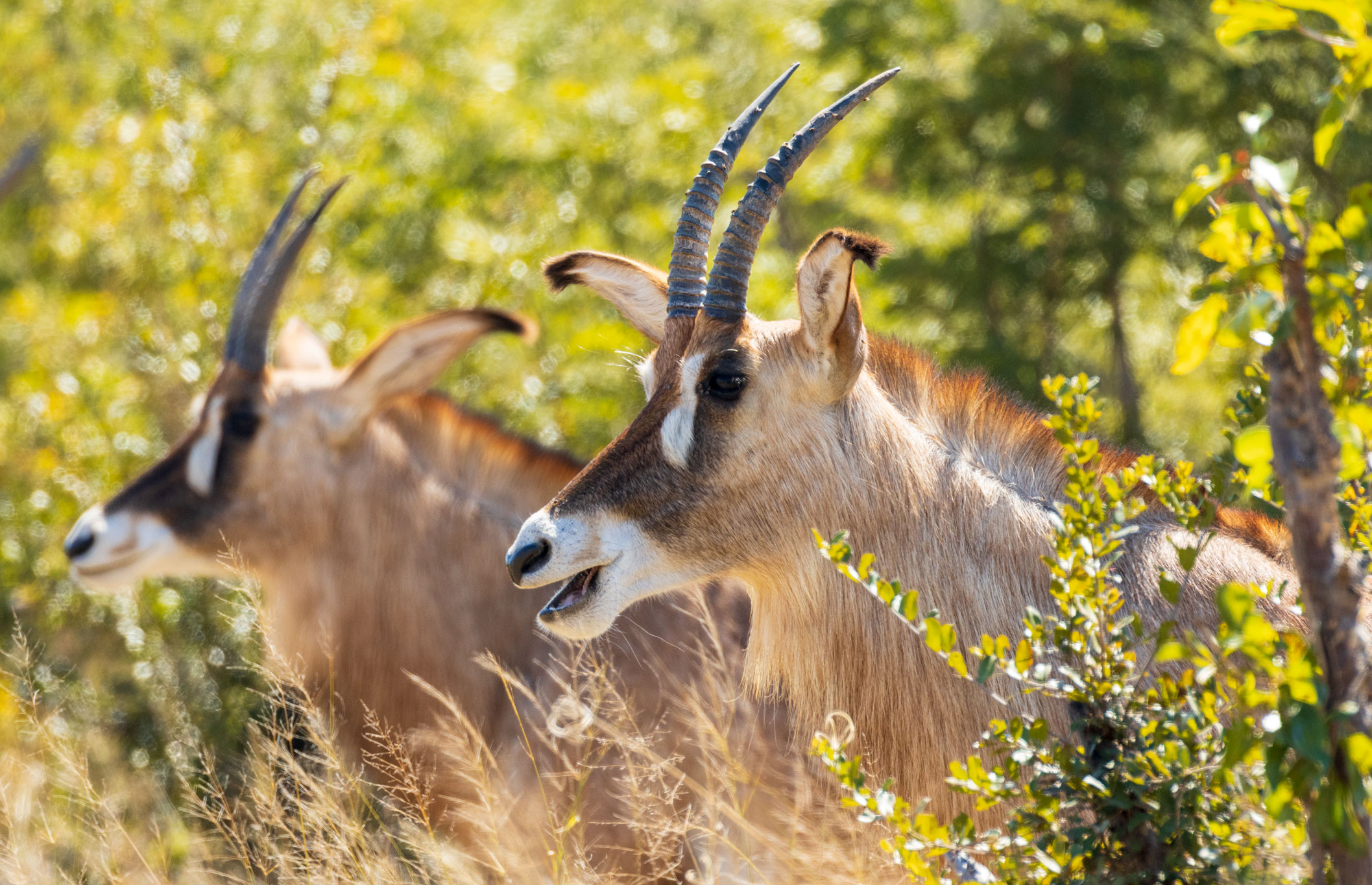 a group of antelope